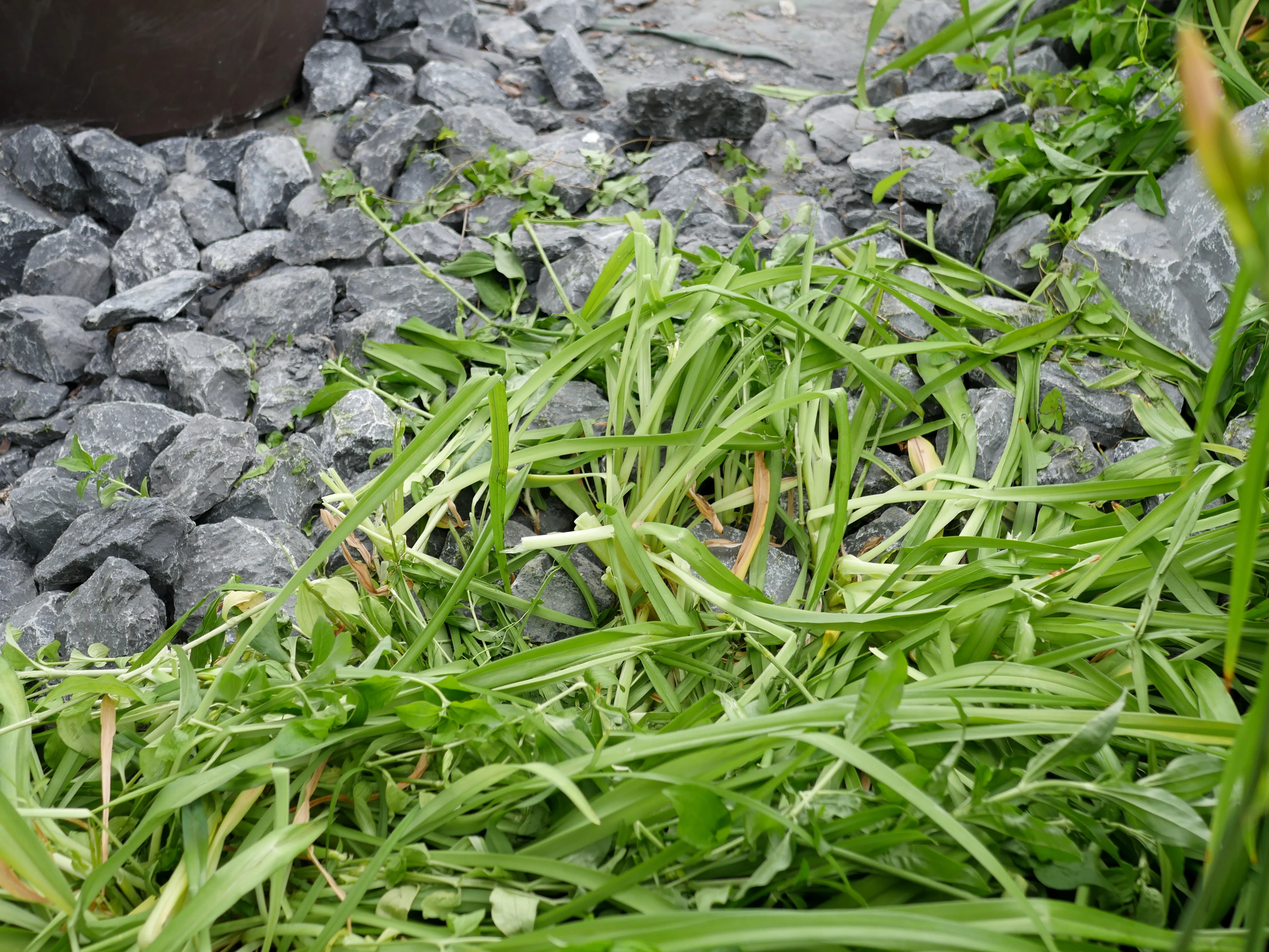 UNE VICTOIRE... PUIS L'HORREUR