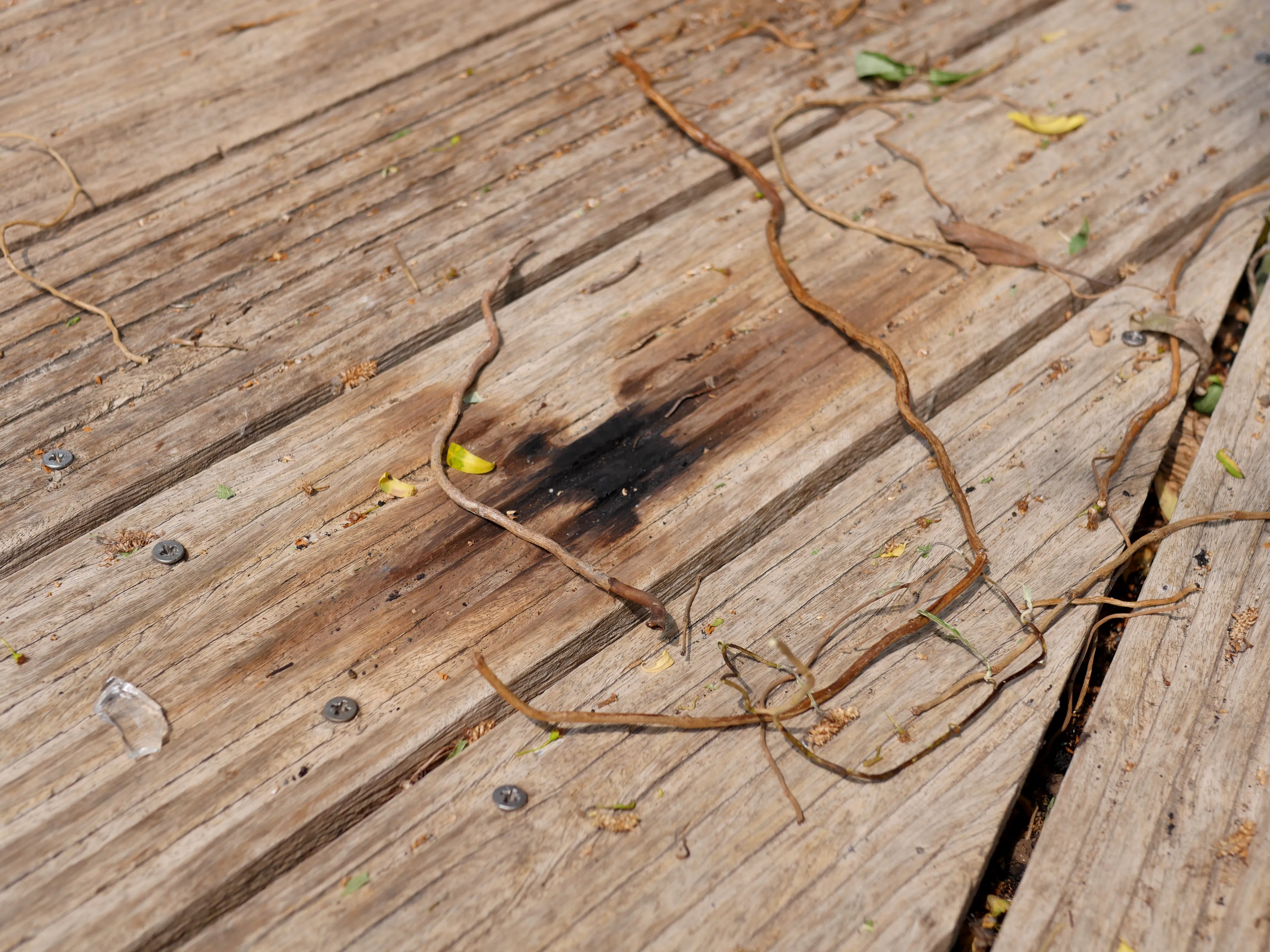 UNE VICTOIRE... PUIS L'HORREUR