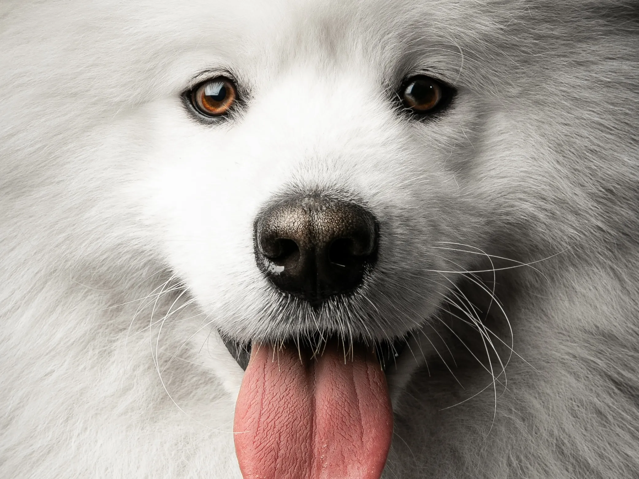 DES PORTRAITS ET DES POILS