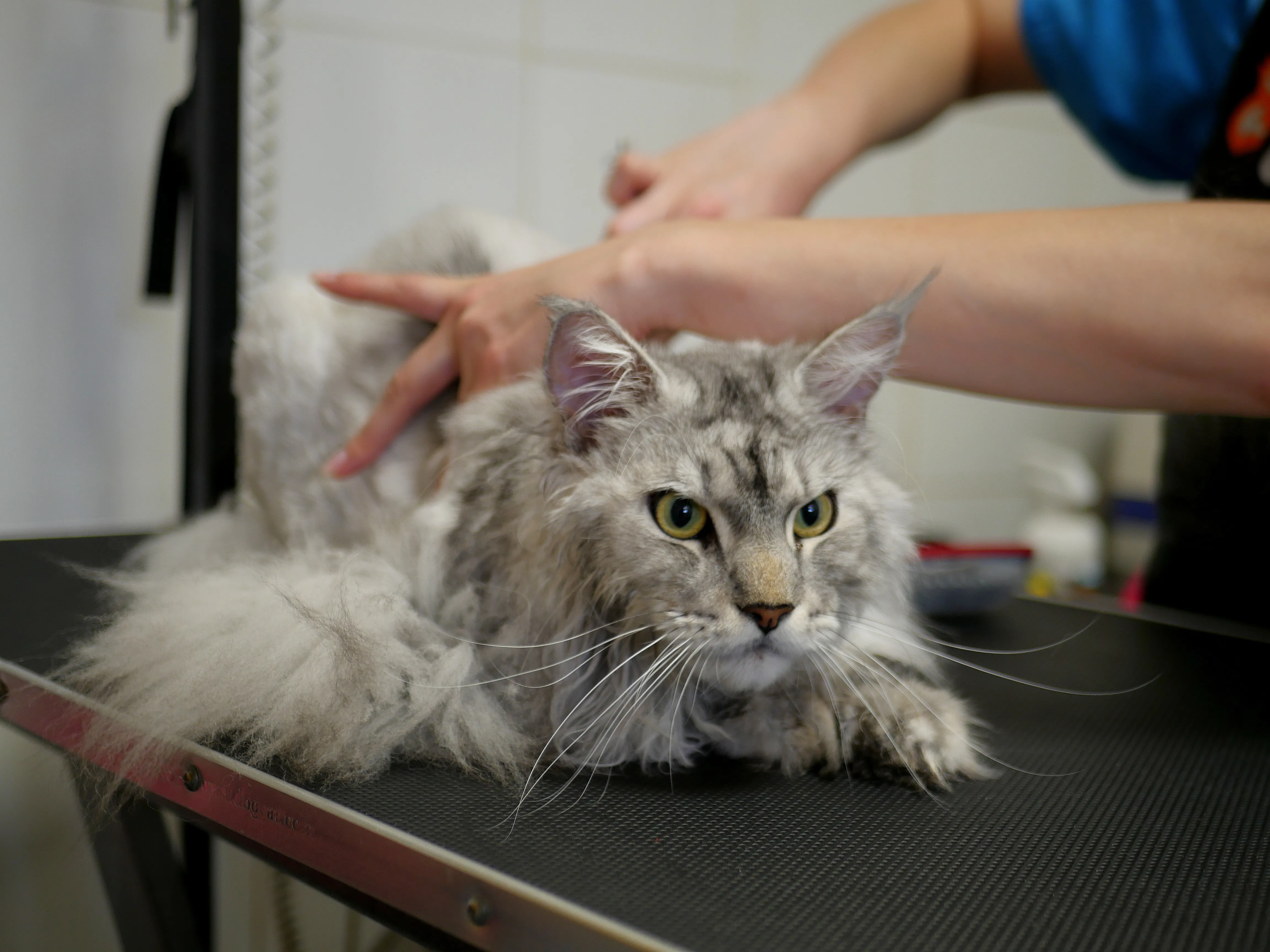 TOM&CO, L'AMOUR DES ANIMAUX