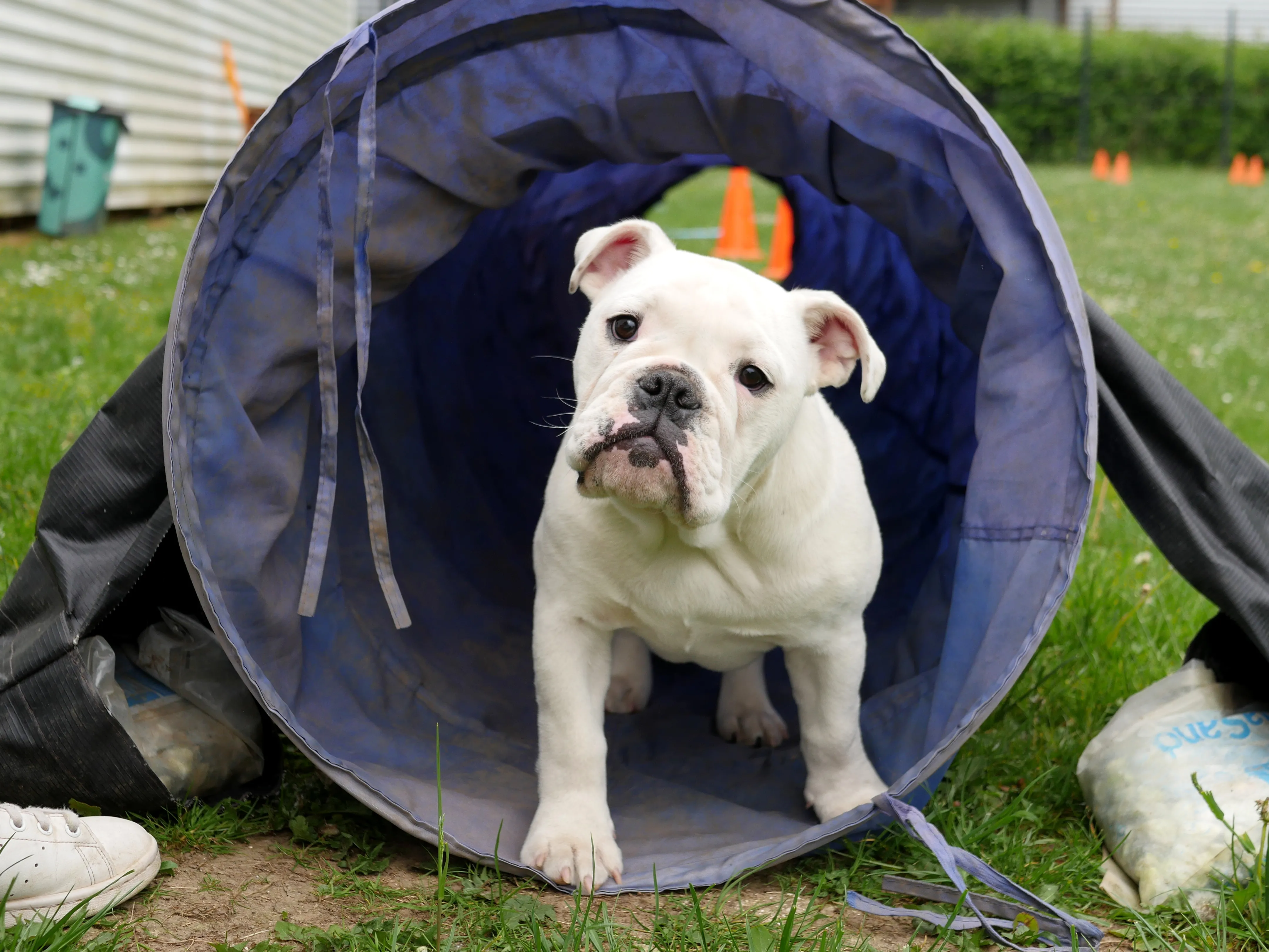 TOM&CO, L'AMOUR DES ANIMAUX