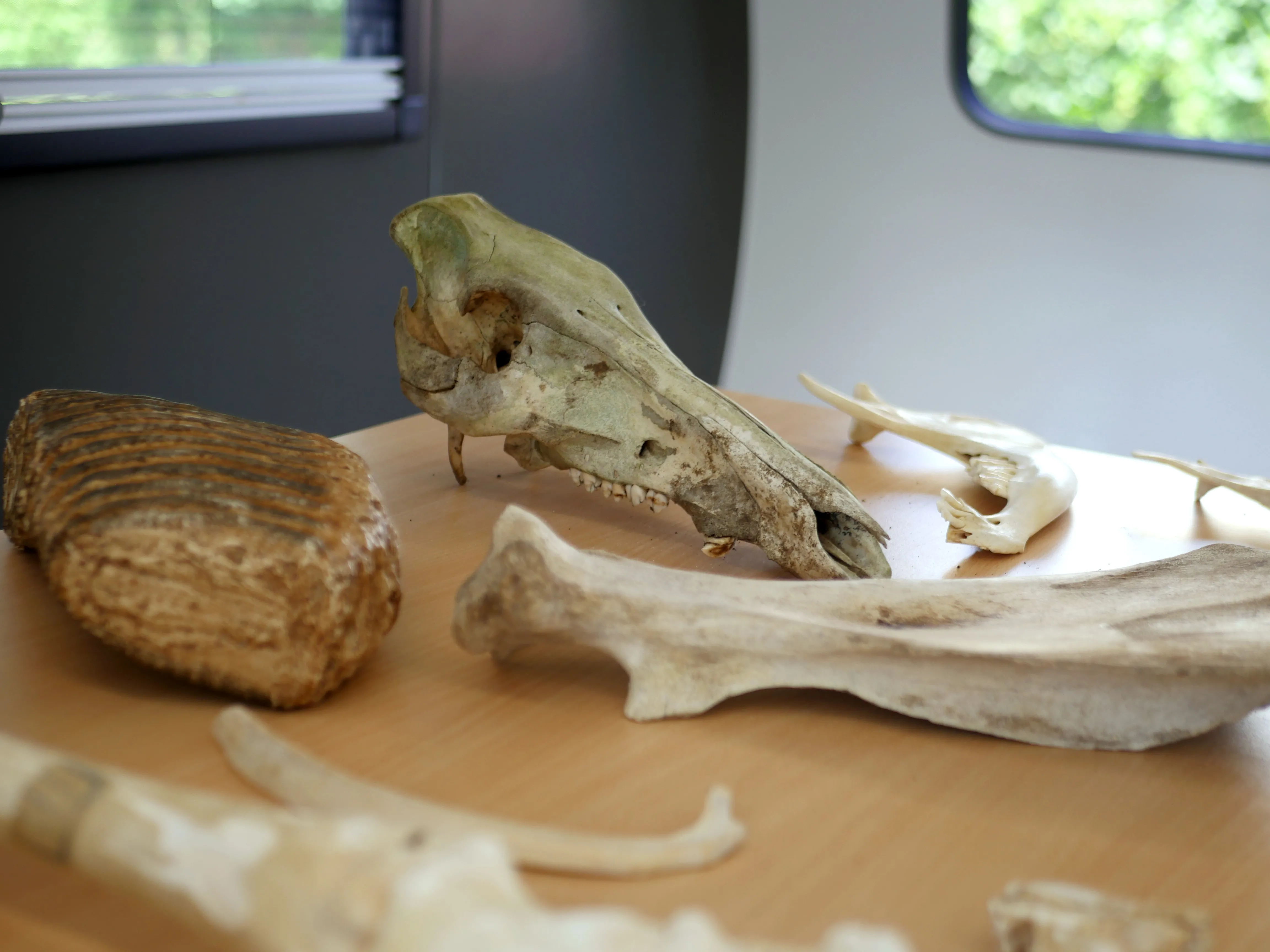 OH LA VACHE... PRÉHISTORIQUE