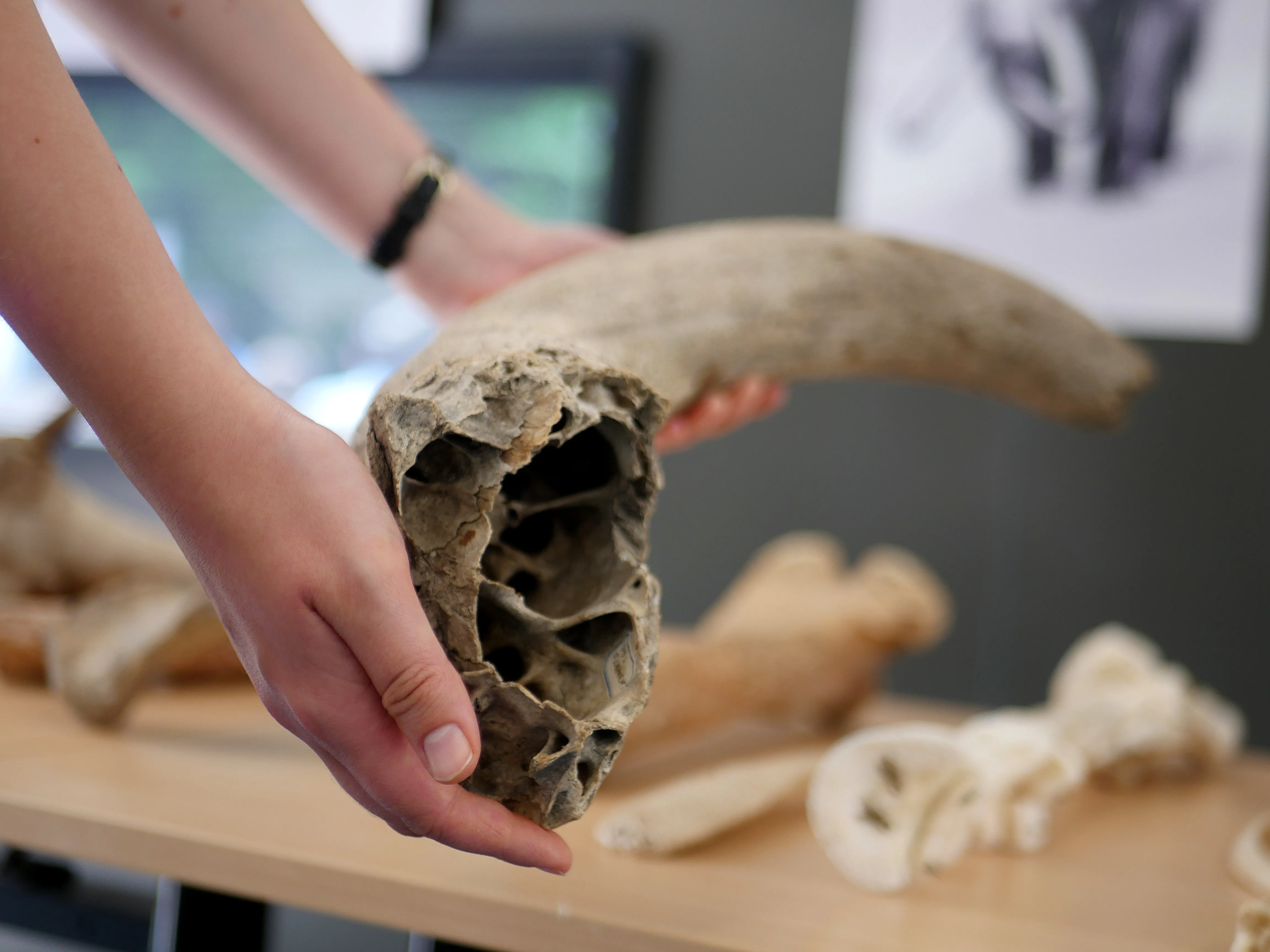 OH LA VACHE... PRÉHISTORIQUE