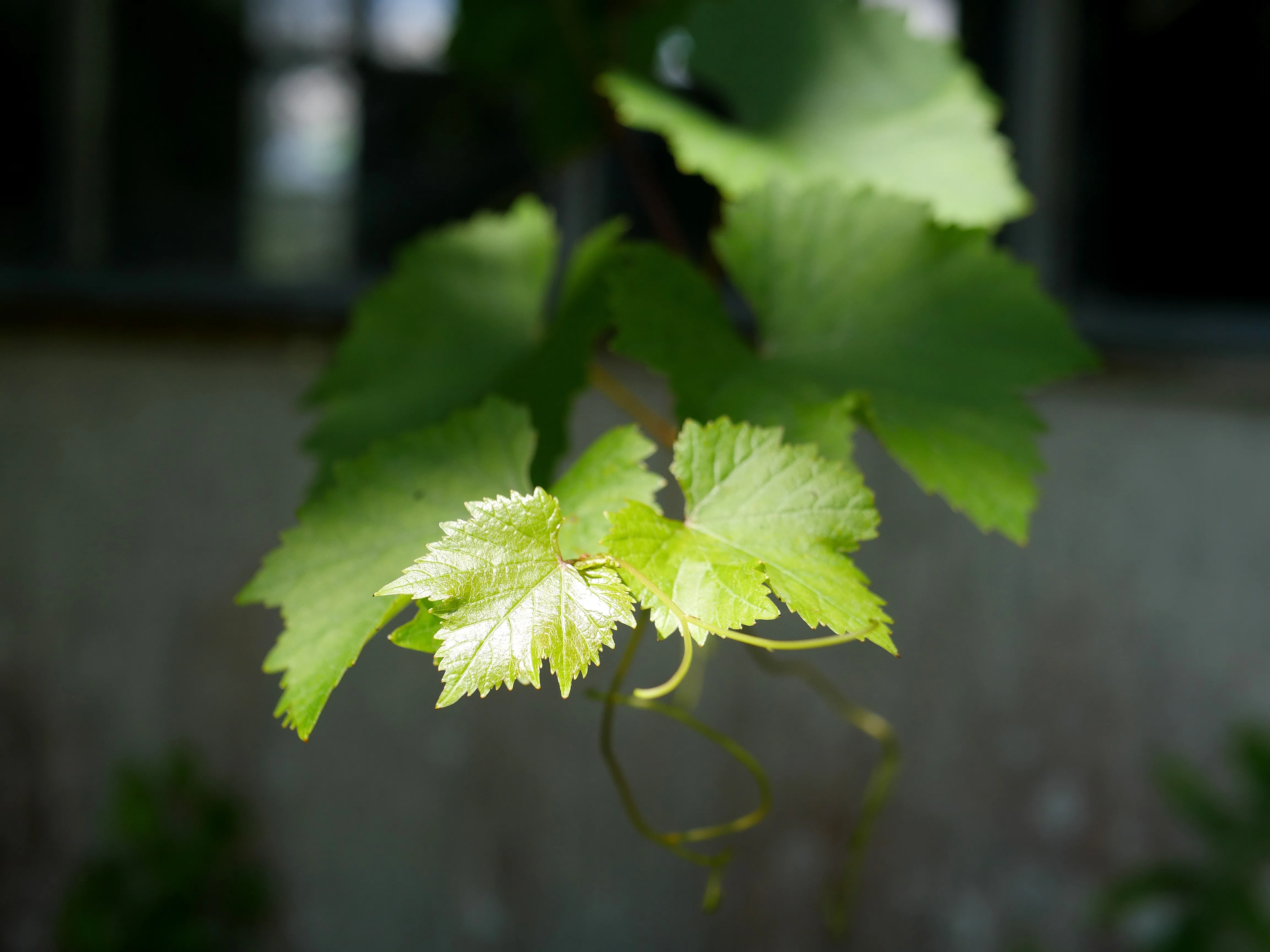 DES AIRS DE FÊTE À TALMAS