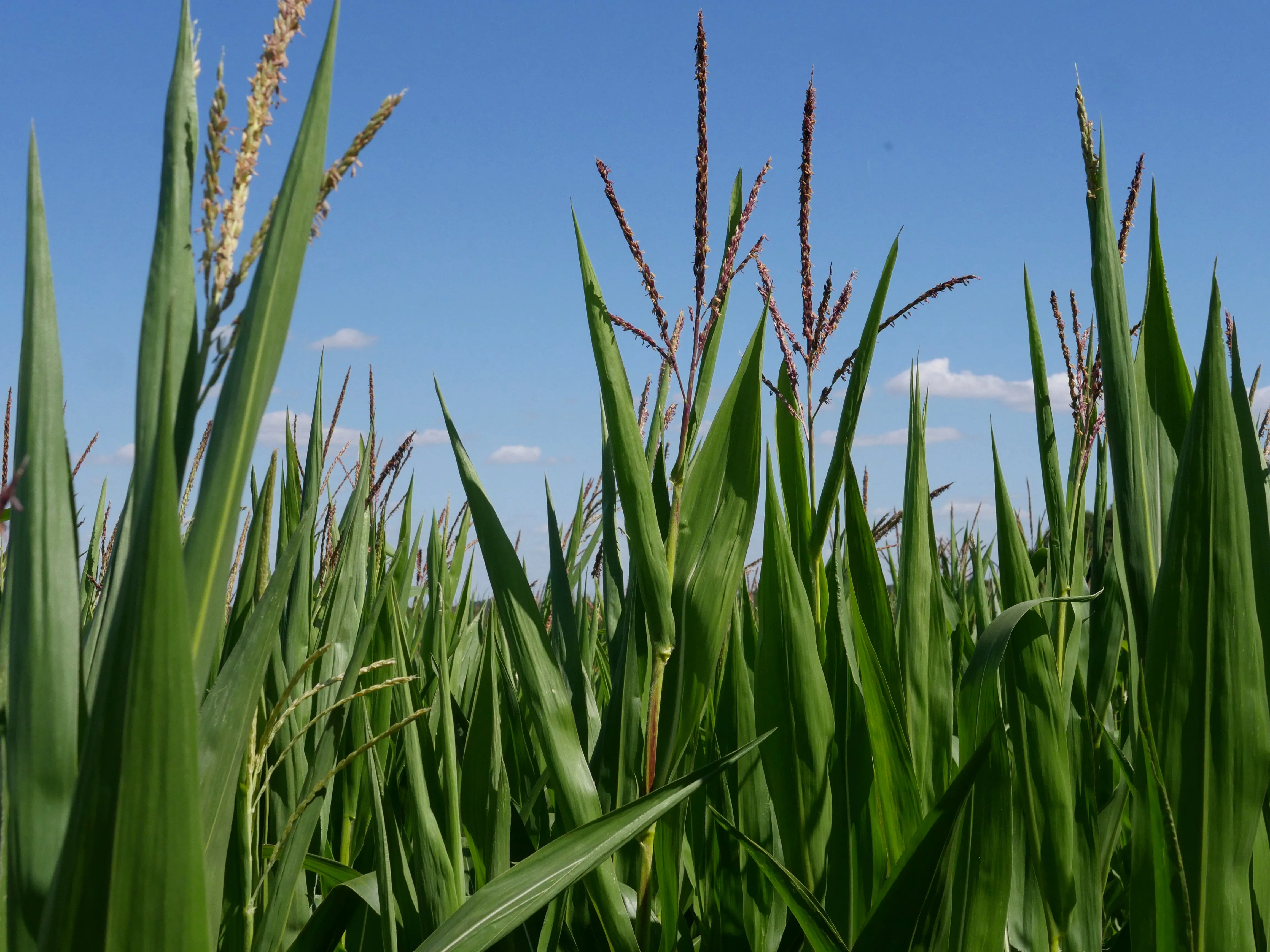 MISSION MAÏS À SAINT-FUSCIEN