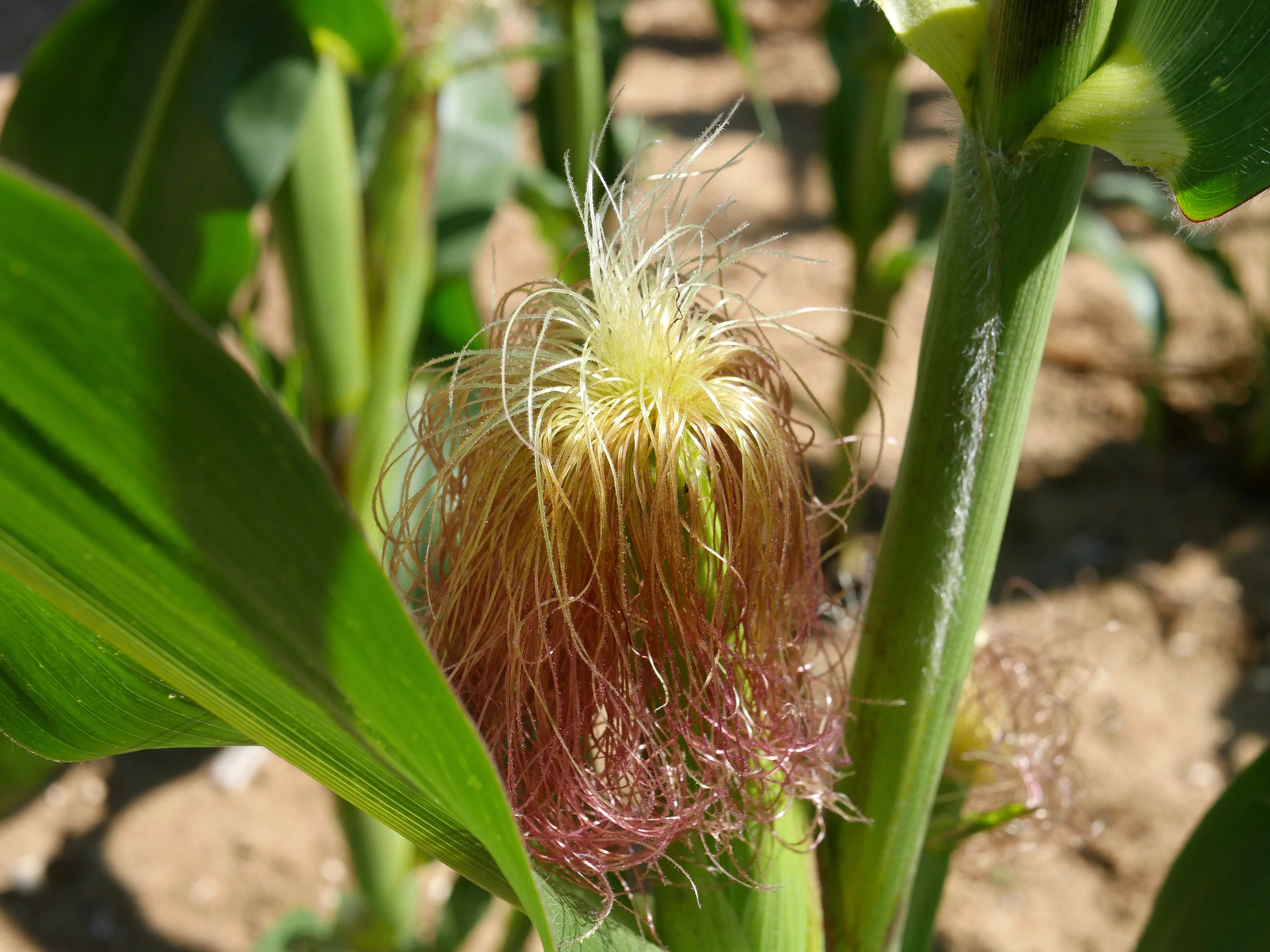 MISSION MAÏS À SAINT-FUSCIEN