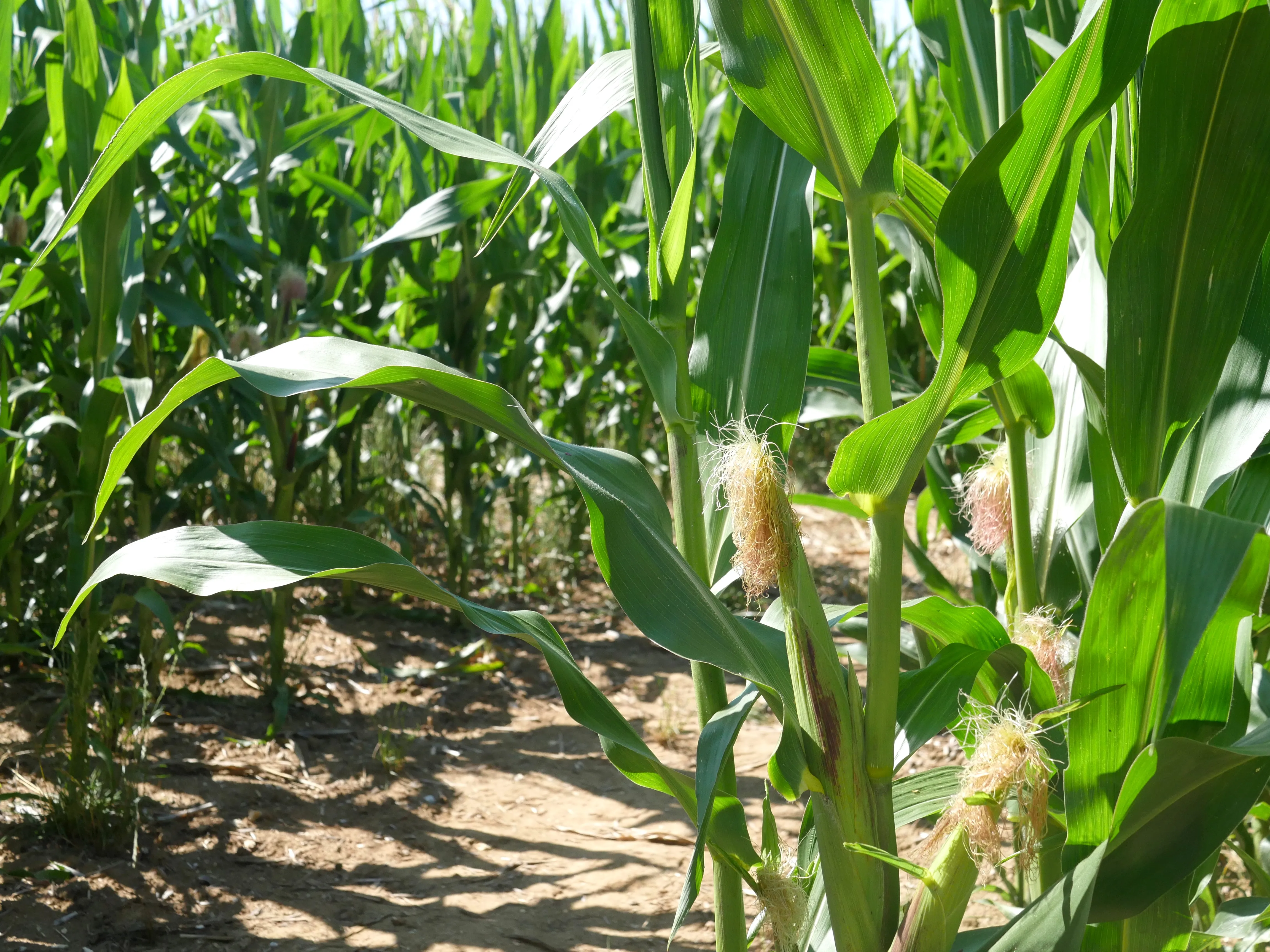 MISSION MAÏS À SAINT-FUSCIEN
