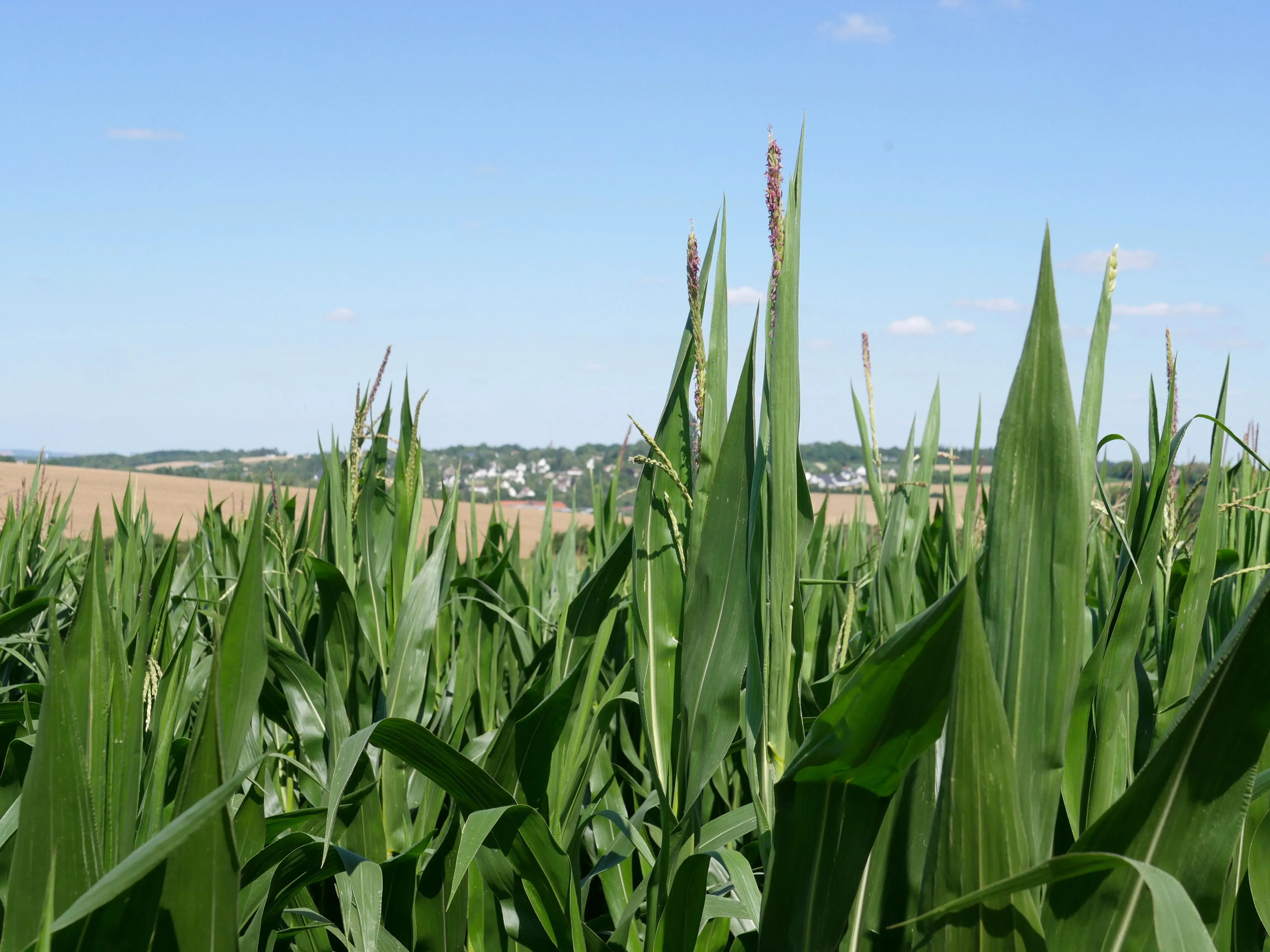 MISSION MAÏS À SAINT-FUSCIEN