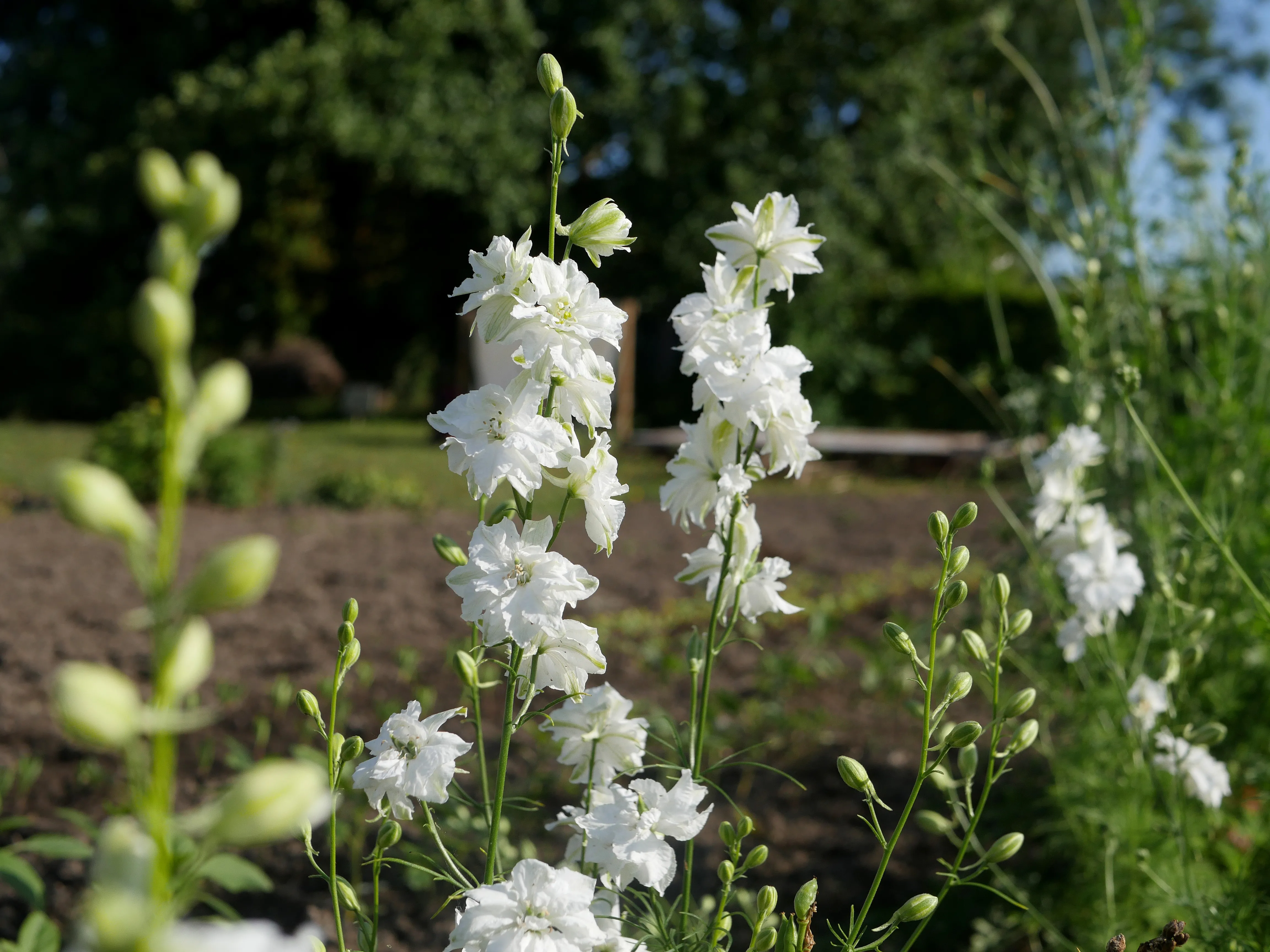 CHÉRIE, J'AI OUBLIÉ LES FLEURS