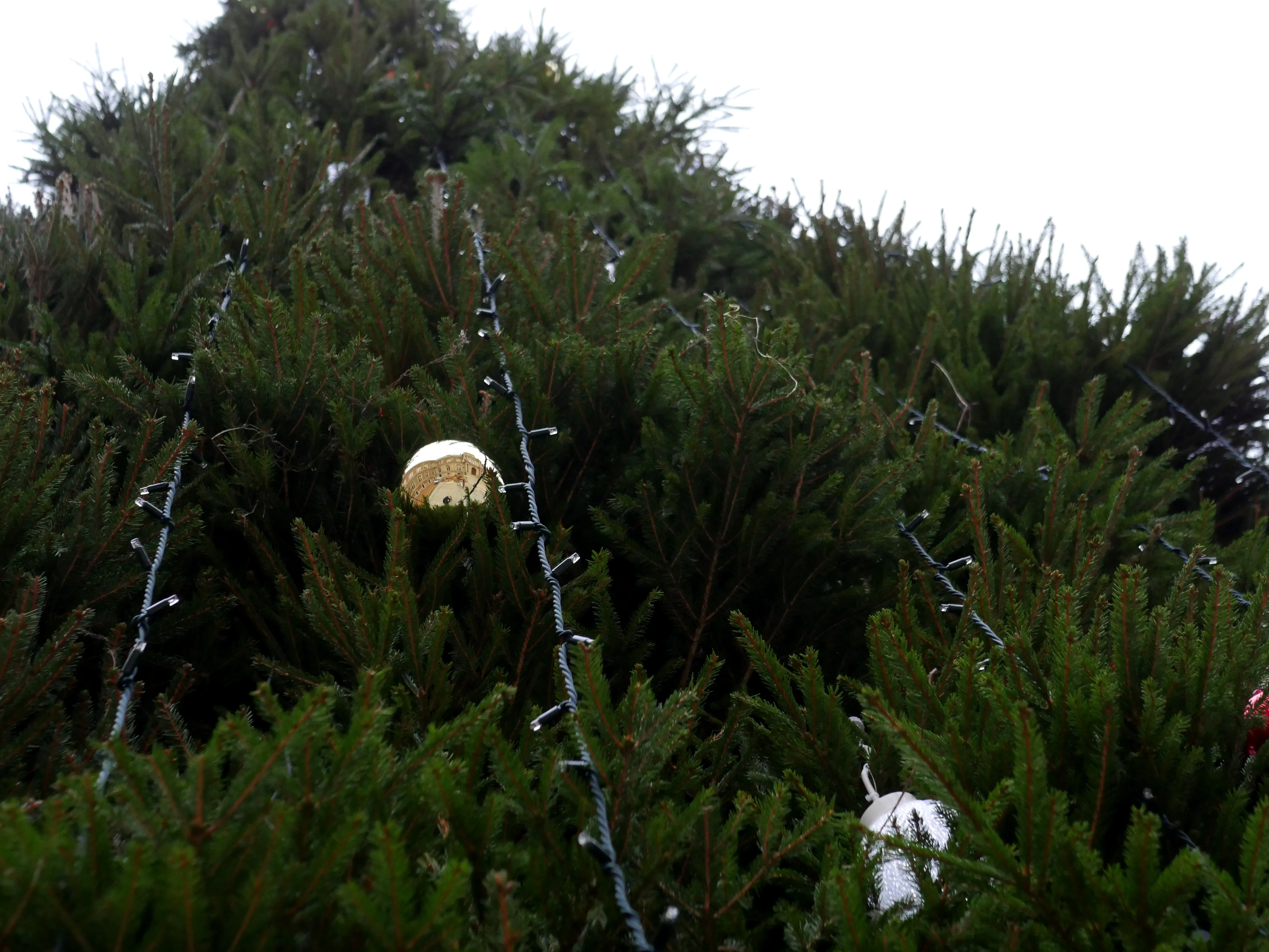 LES MAGICIENS DU GRAND SAPIN