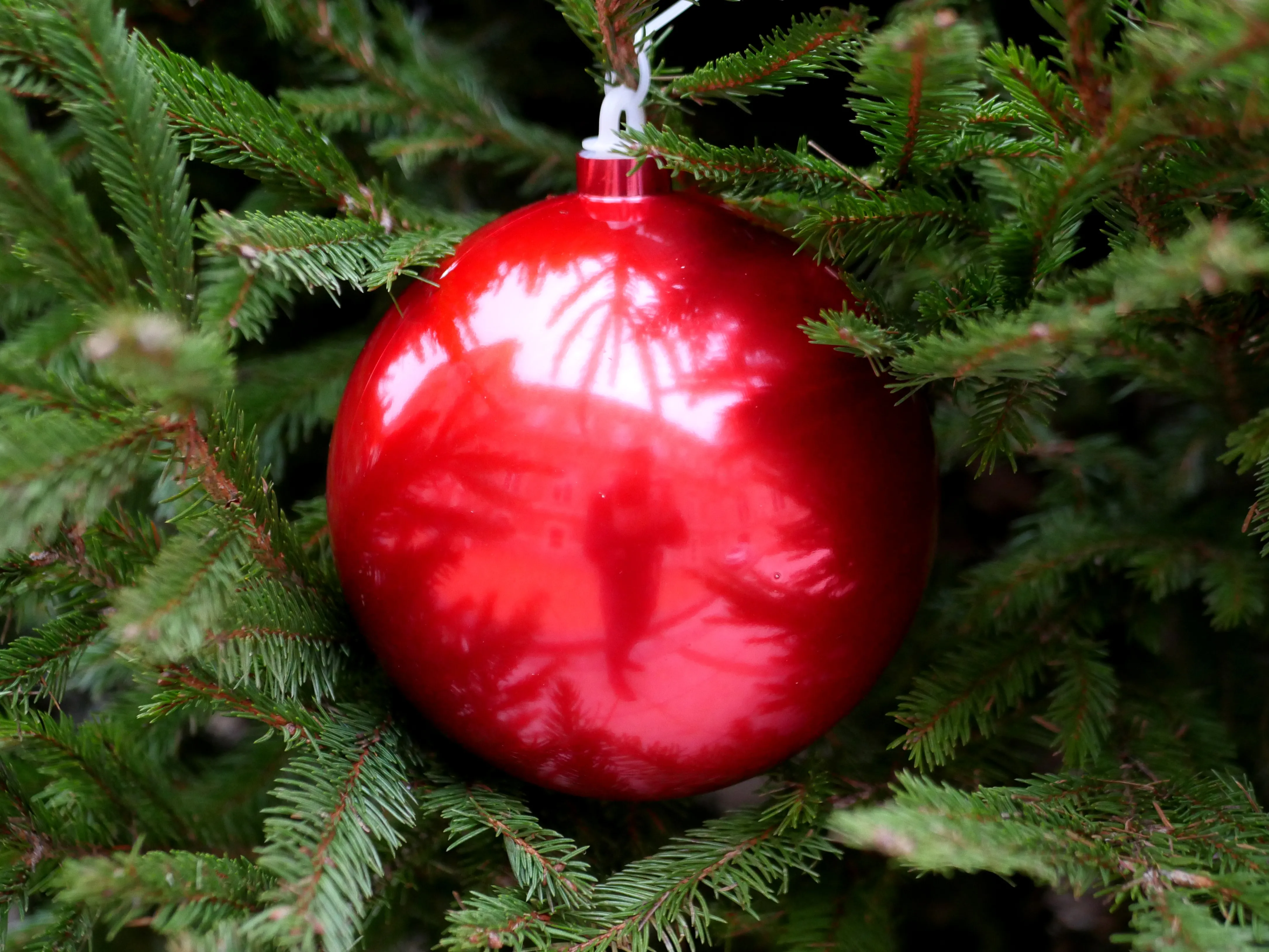 LES MAGICIENS DU GRAND SAPIN