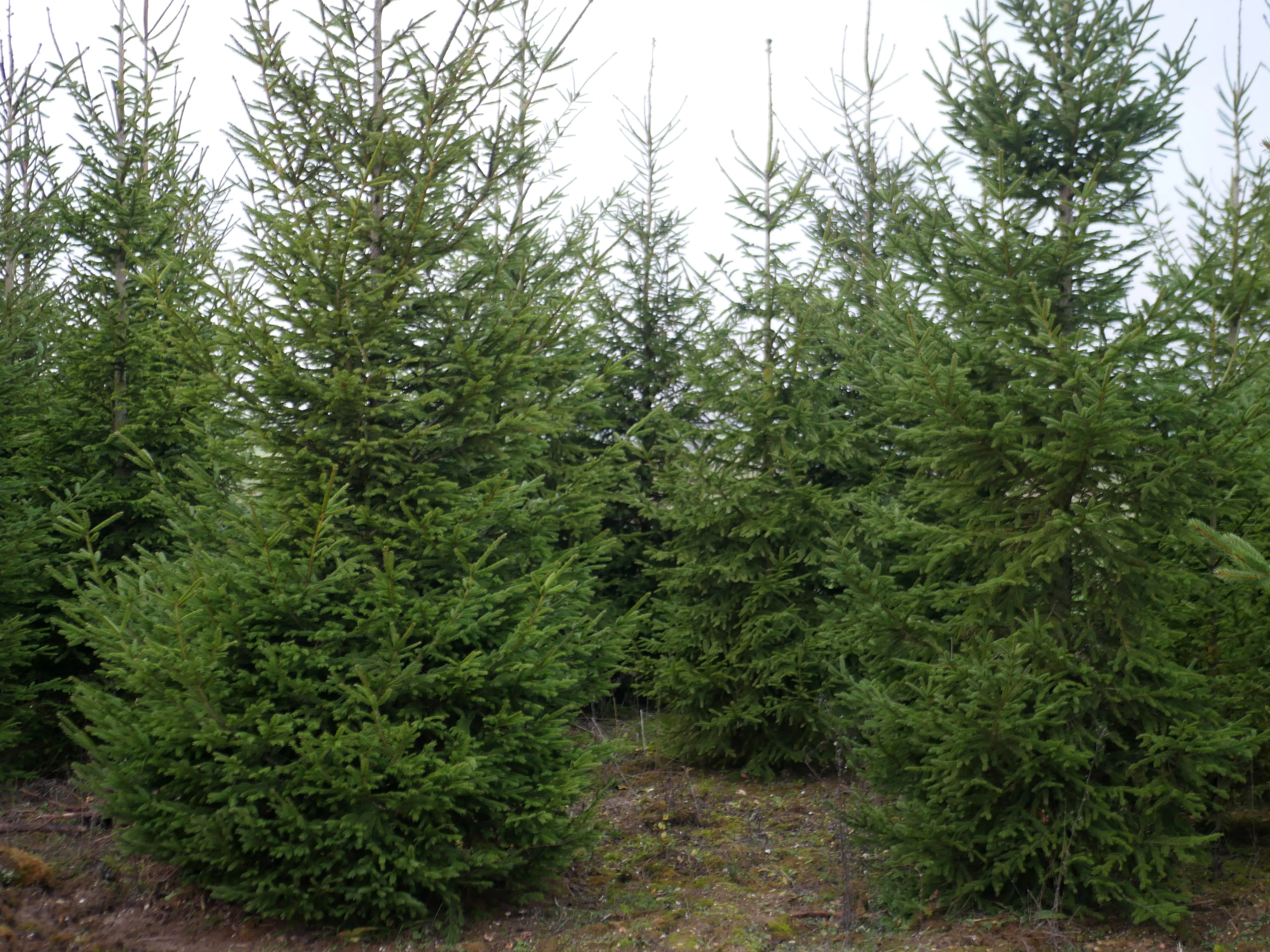 ÇA SENT BON LE SAPIN
