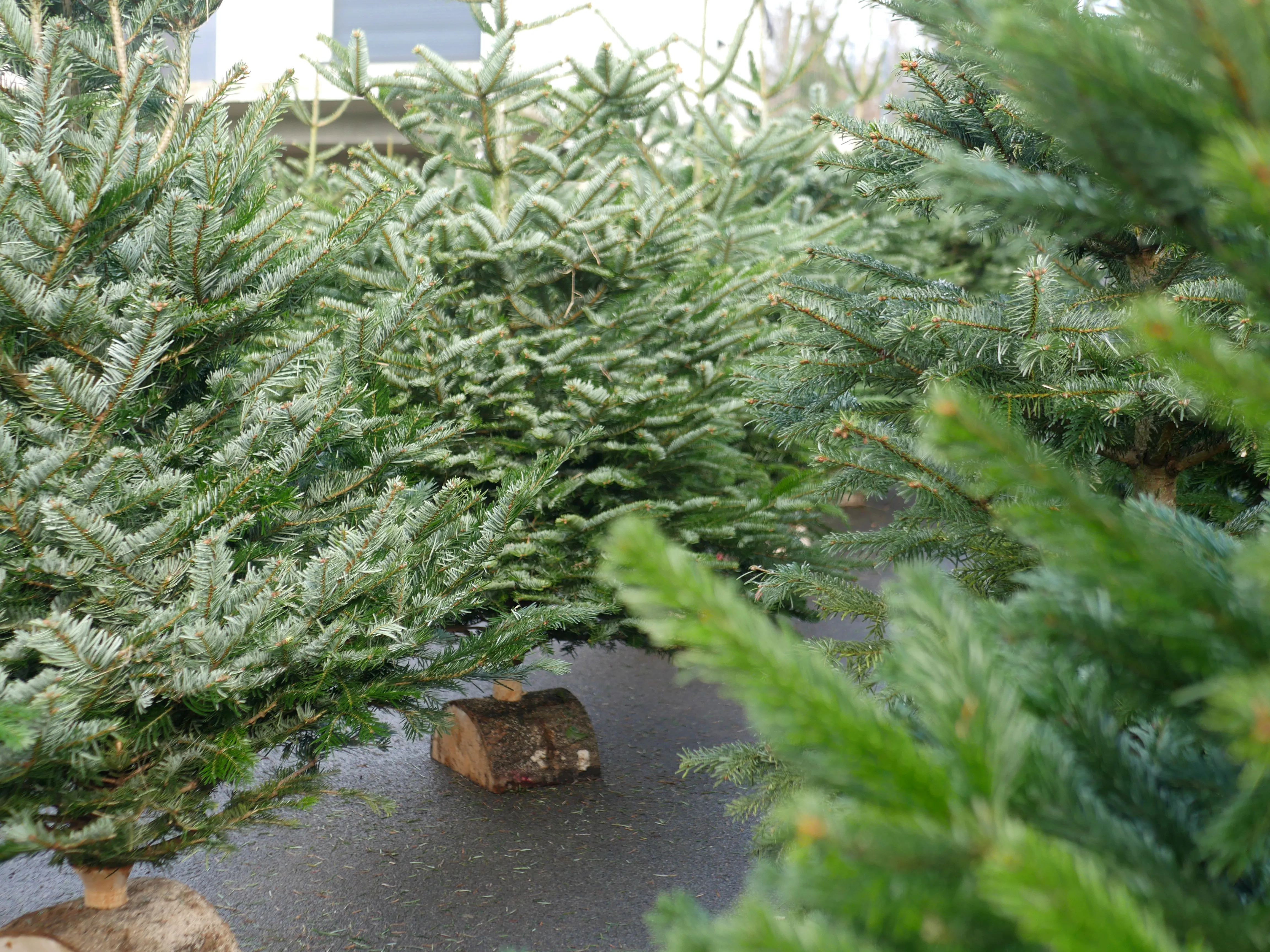 ÇA SENT BON LE SAPIN