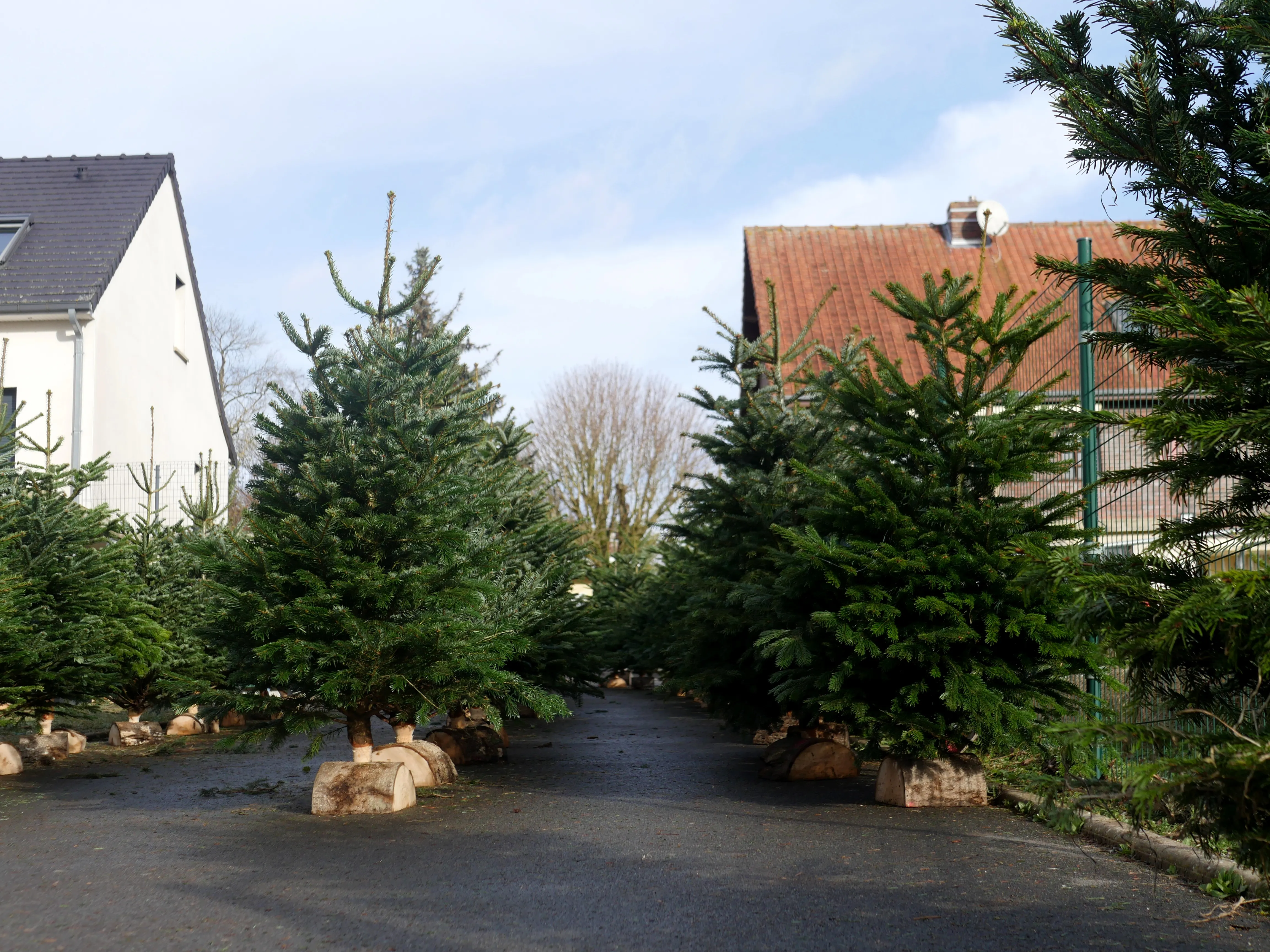 ÇA SENT BON LE SAPIN