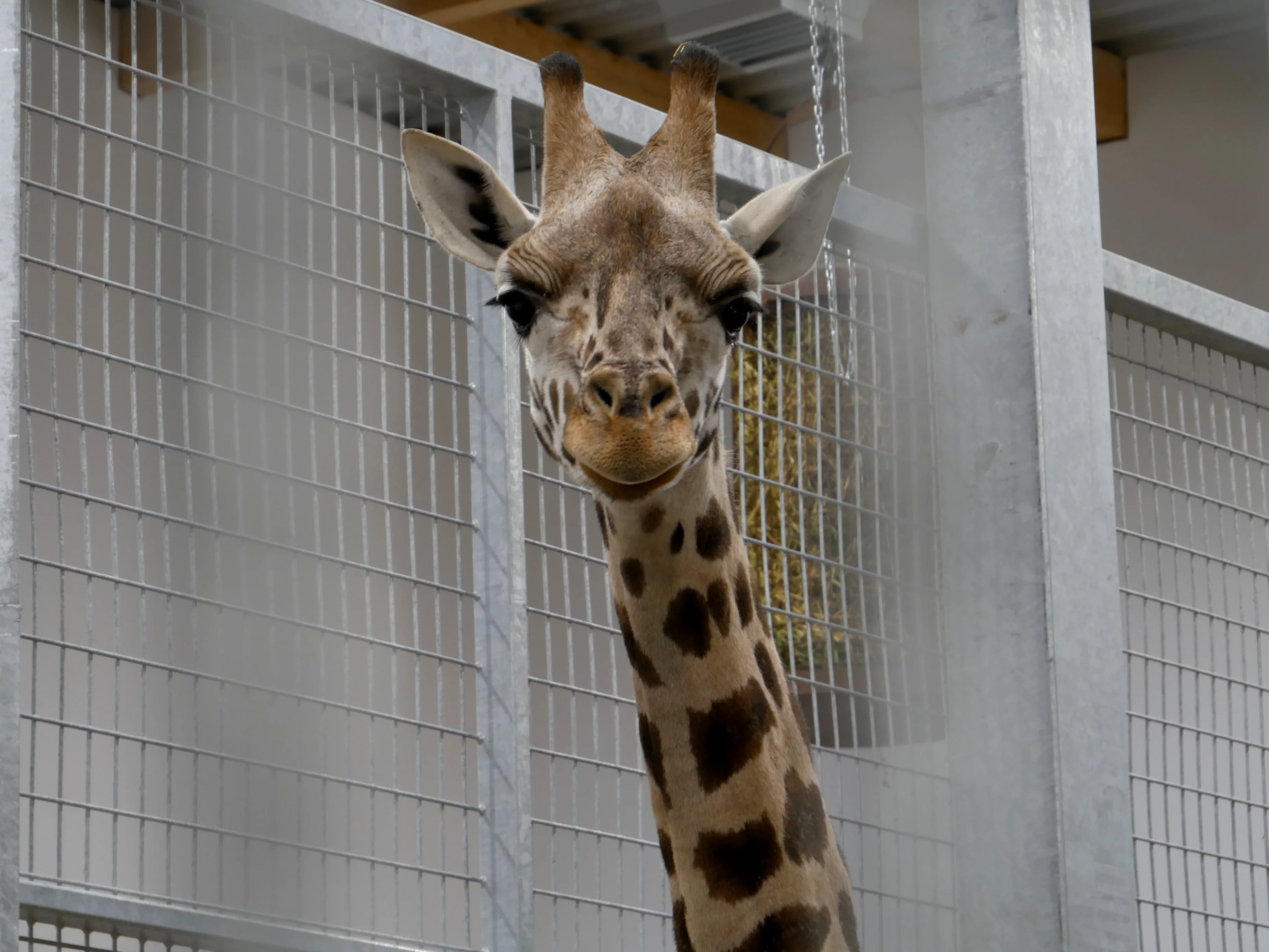 NOS BELLES GIRAFES SONT ARRIVÉES