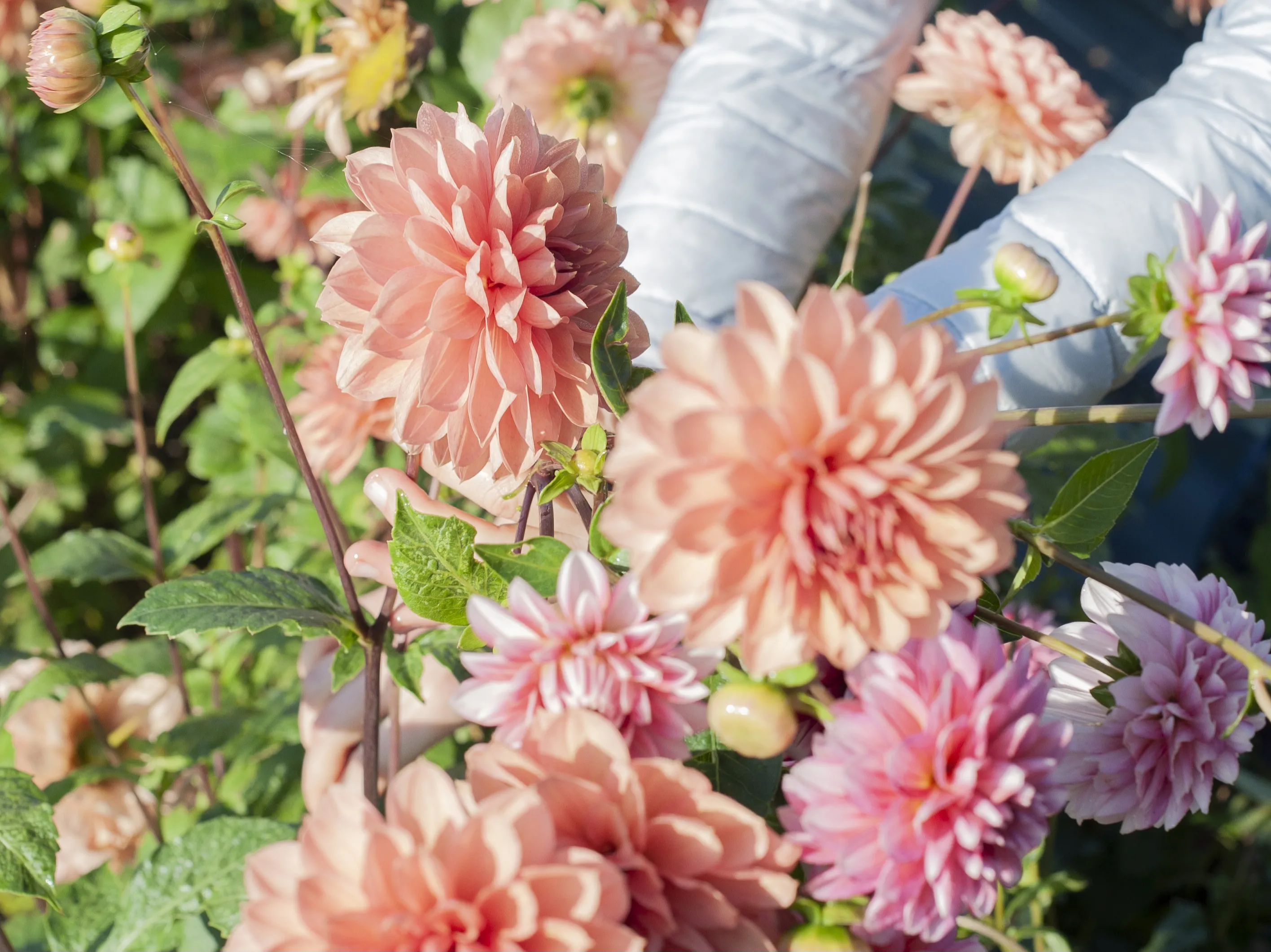DES FLEURS D’ICI POUR VOTRE MARIAGE