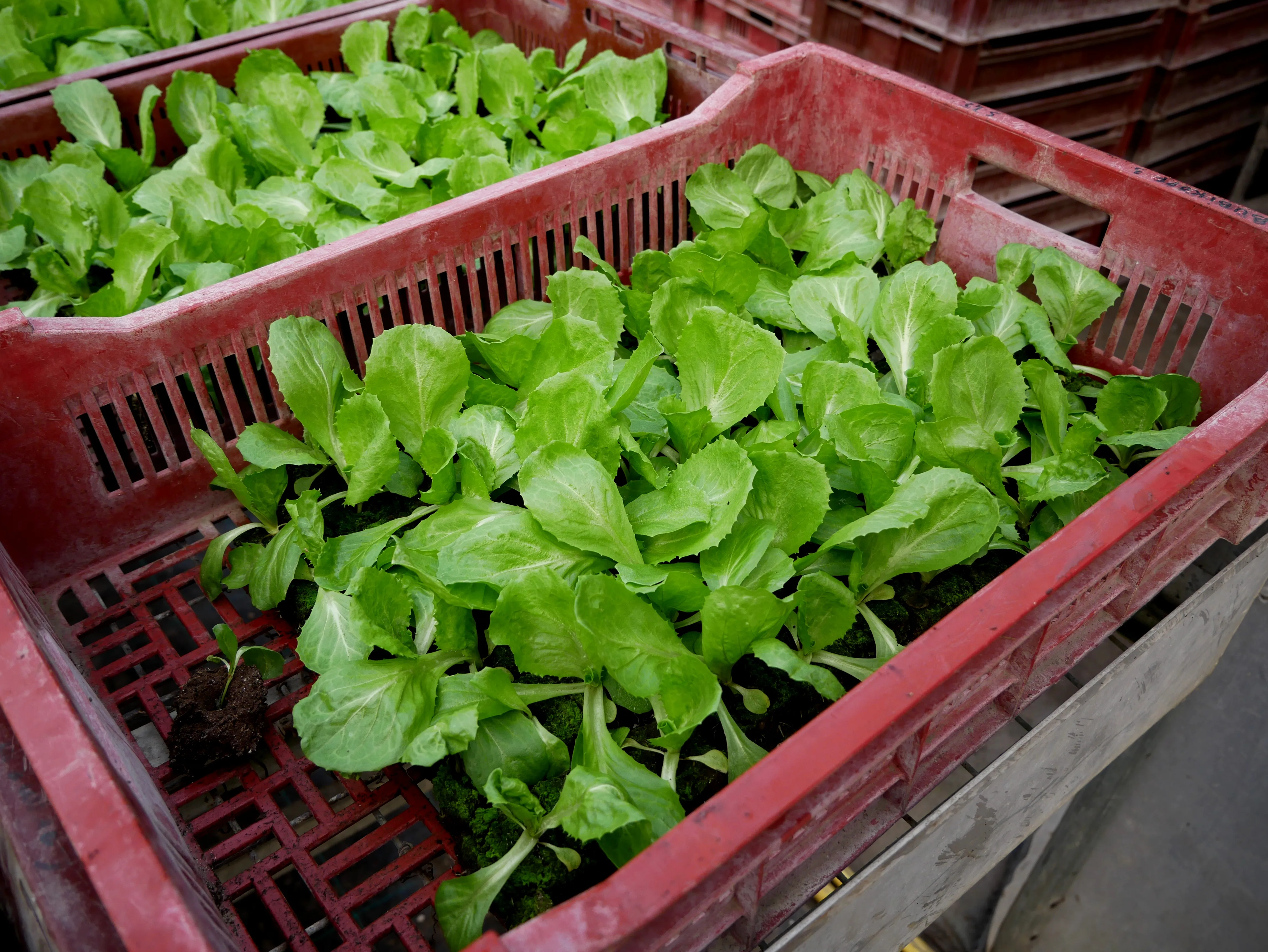 UNE FERME BIO EN CENTRE-VILLE