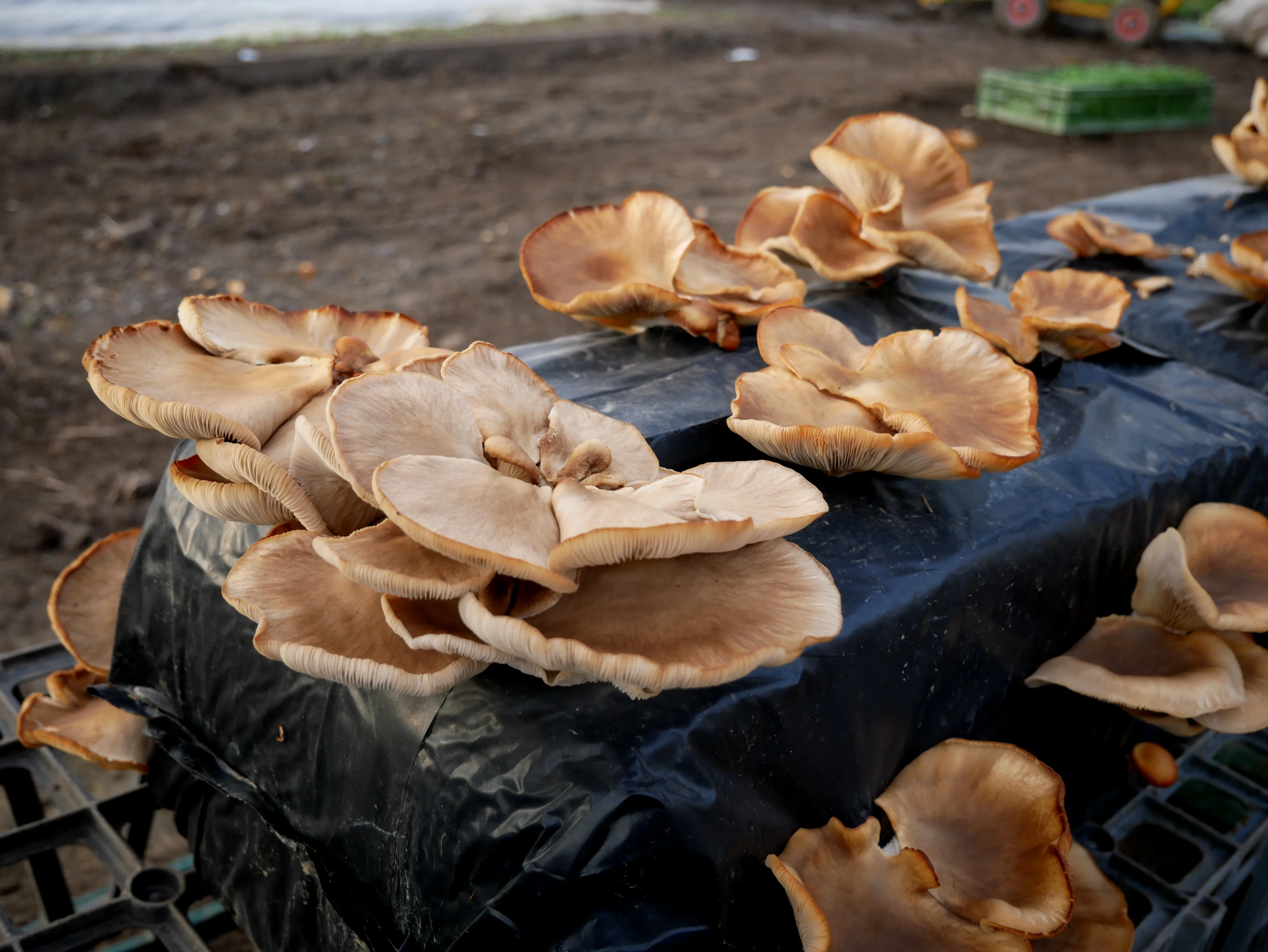 UNE FERME BIO EN CENTRE-VILLE