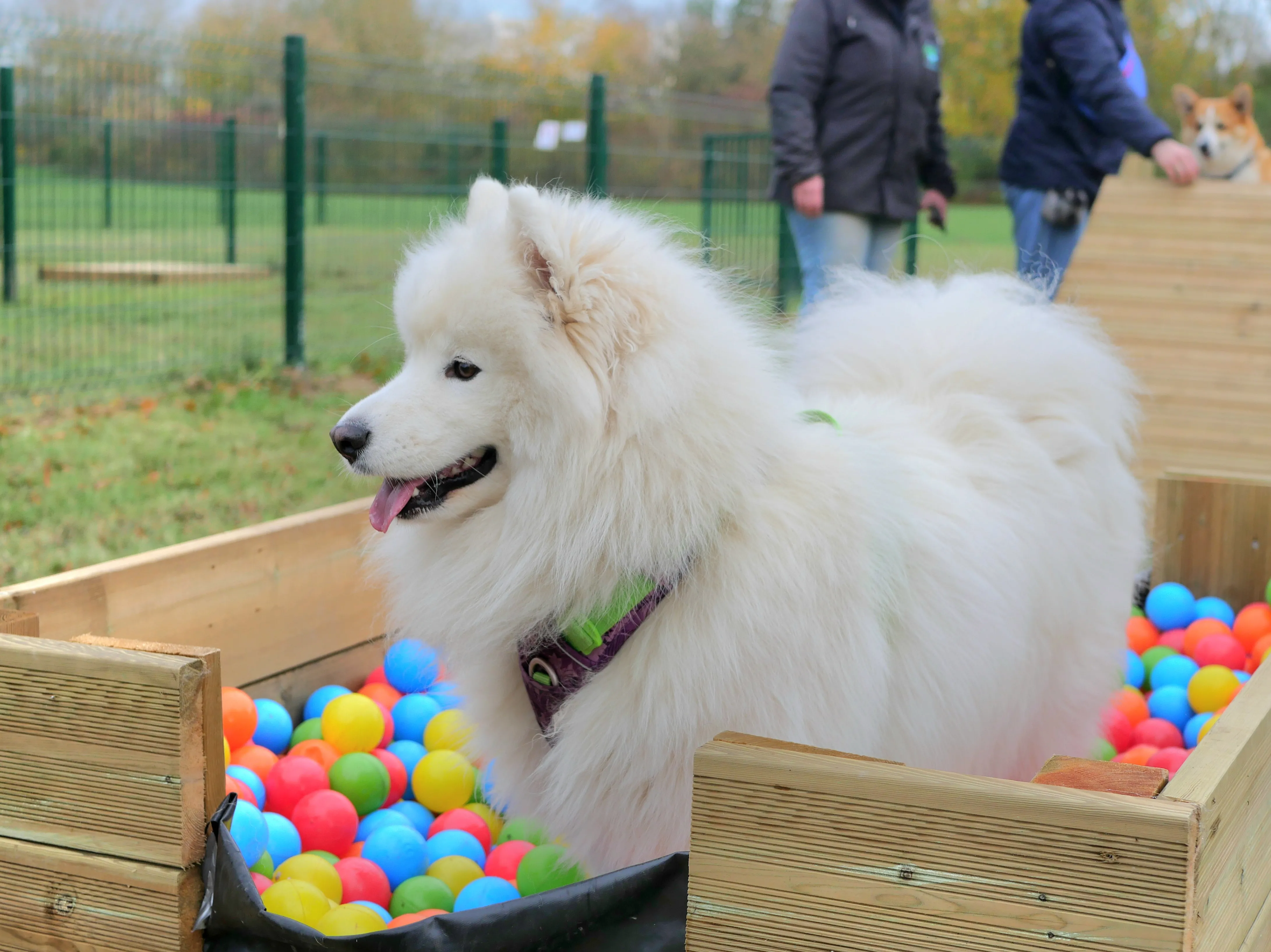 UNE AIRE DE BIEN-ÊTRE CANIN