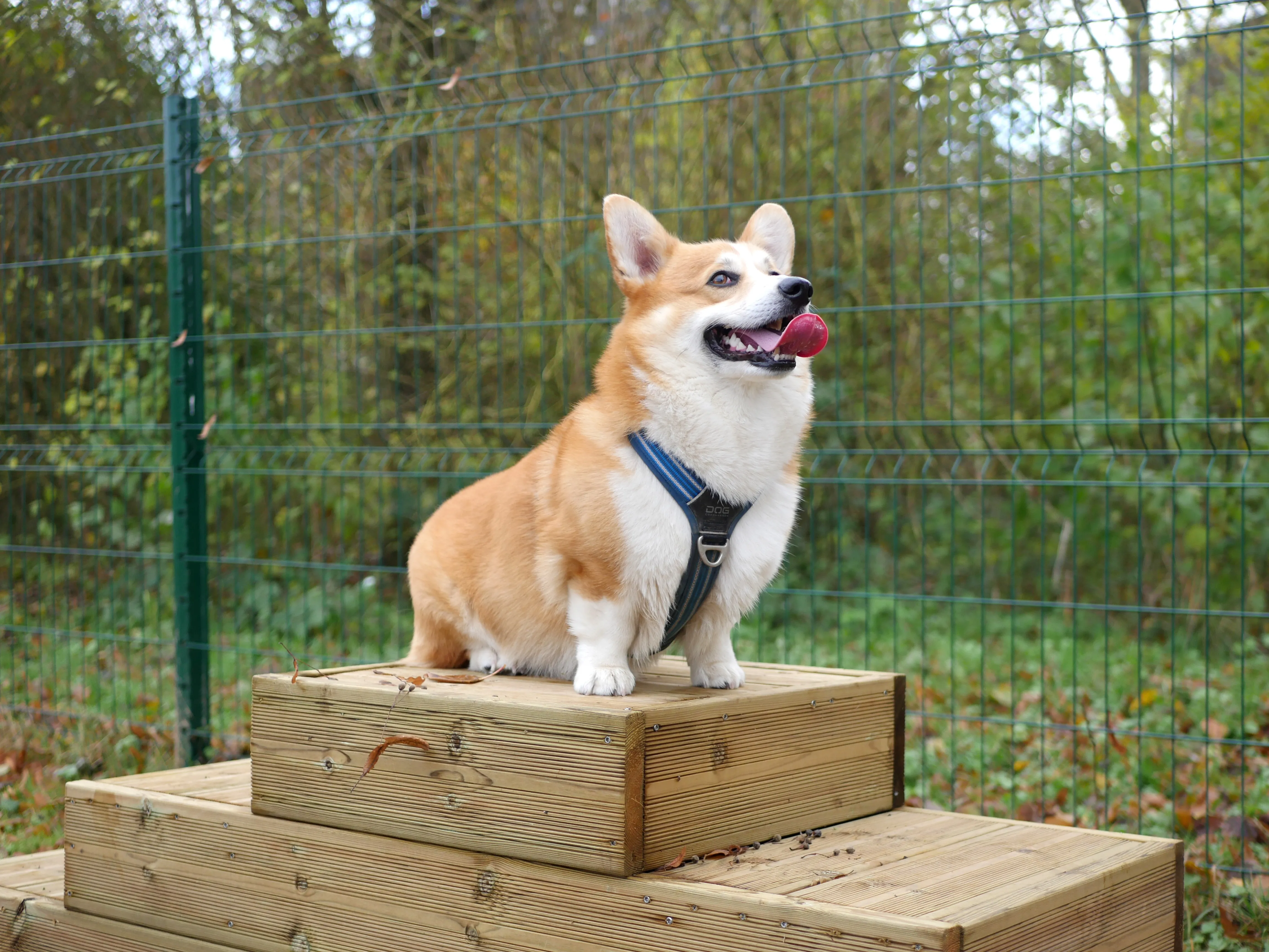 UNE AIRE DE BIEN-ÊTRE CANIN