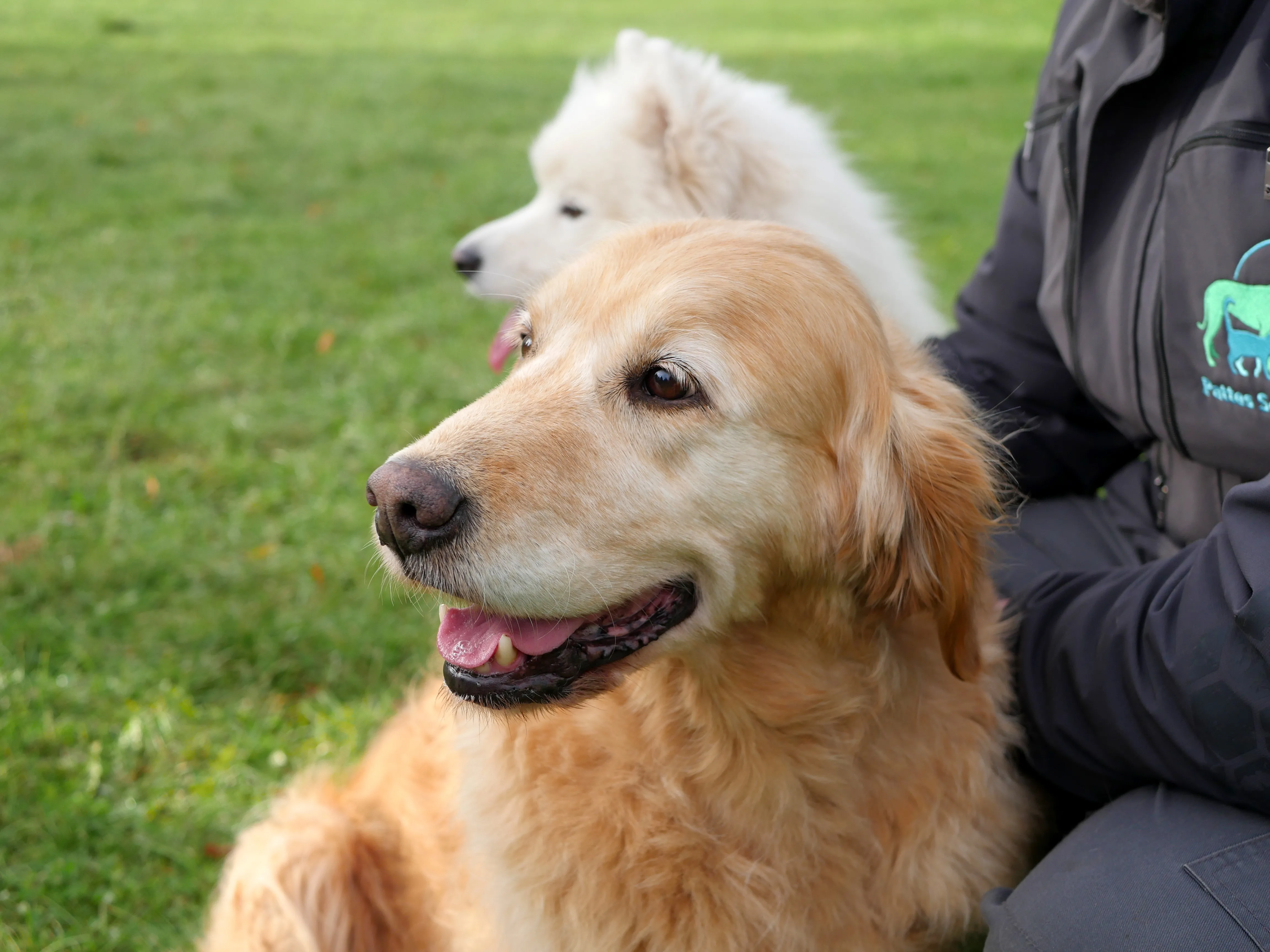 UNE AIRE DE BIEN-ÊTRE CANIN