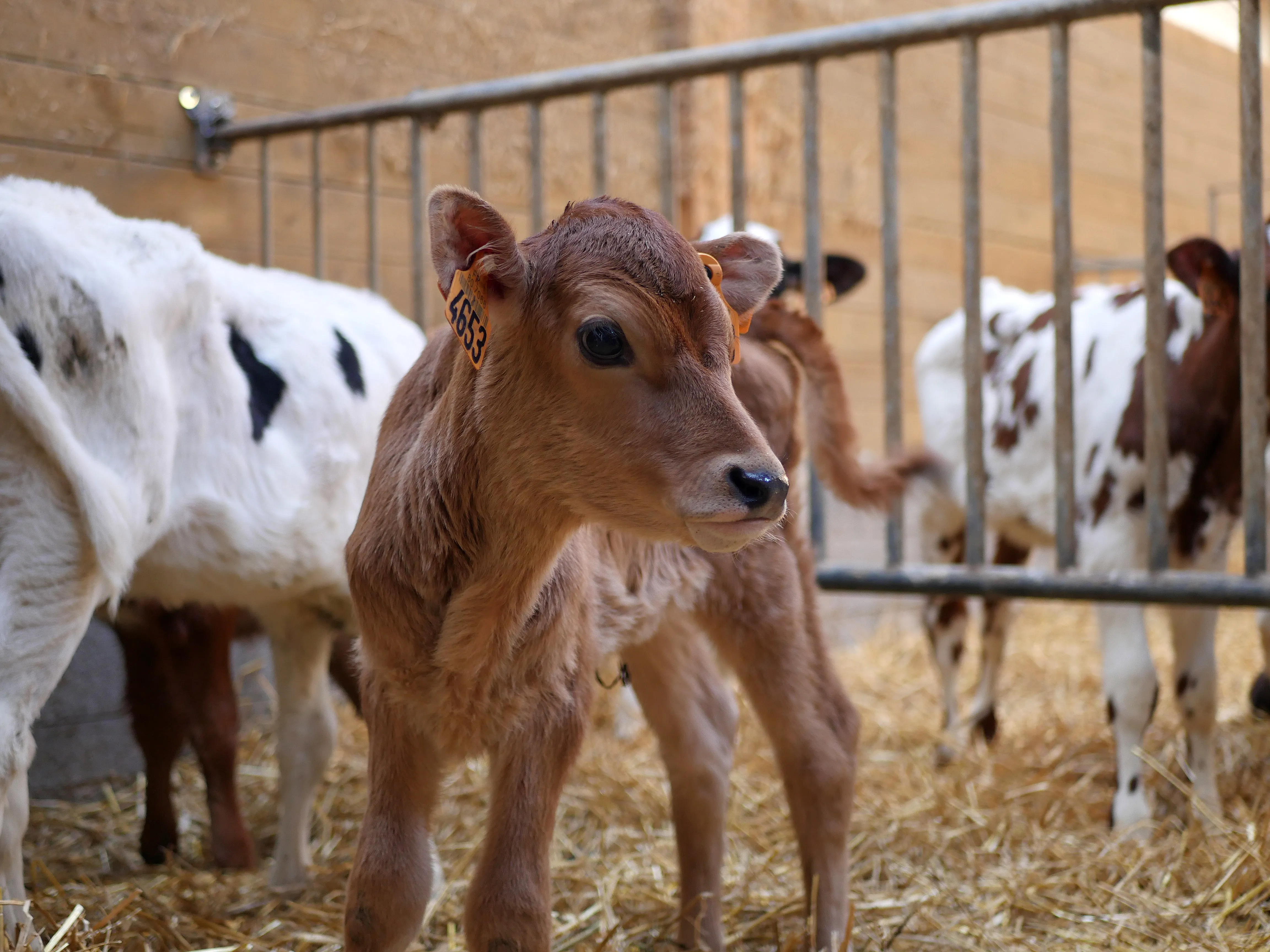 MÉDAILLÉ AU SALON DE L'AGRICULTURE