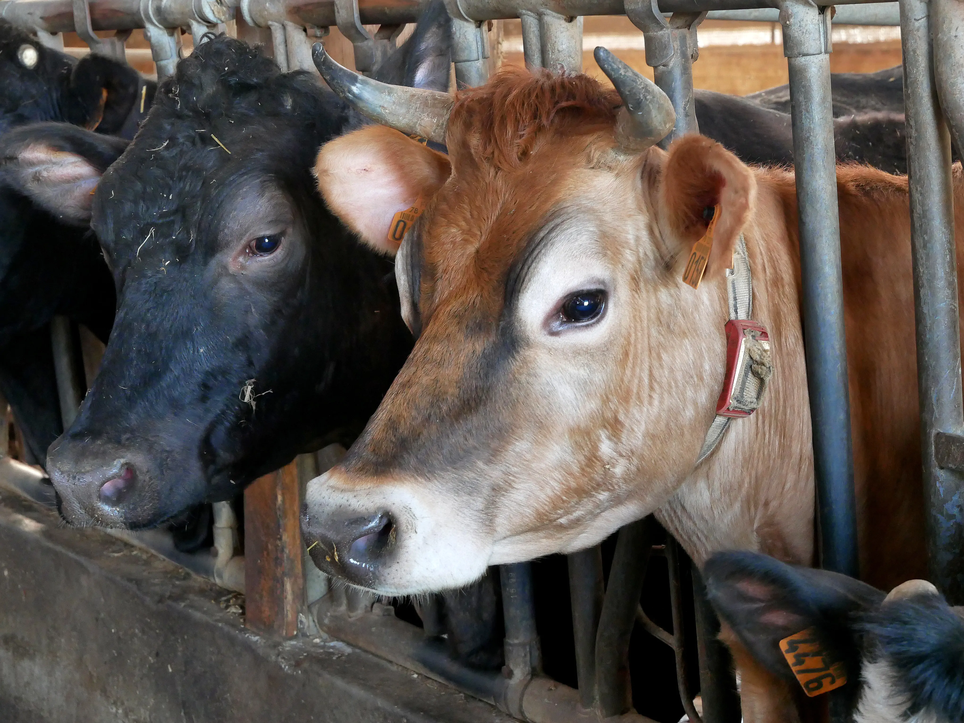 MÉDAILLE D’OR POUR FERMÔGOUT