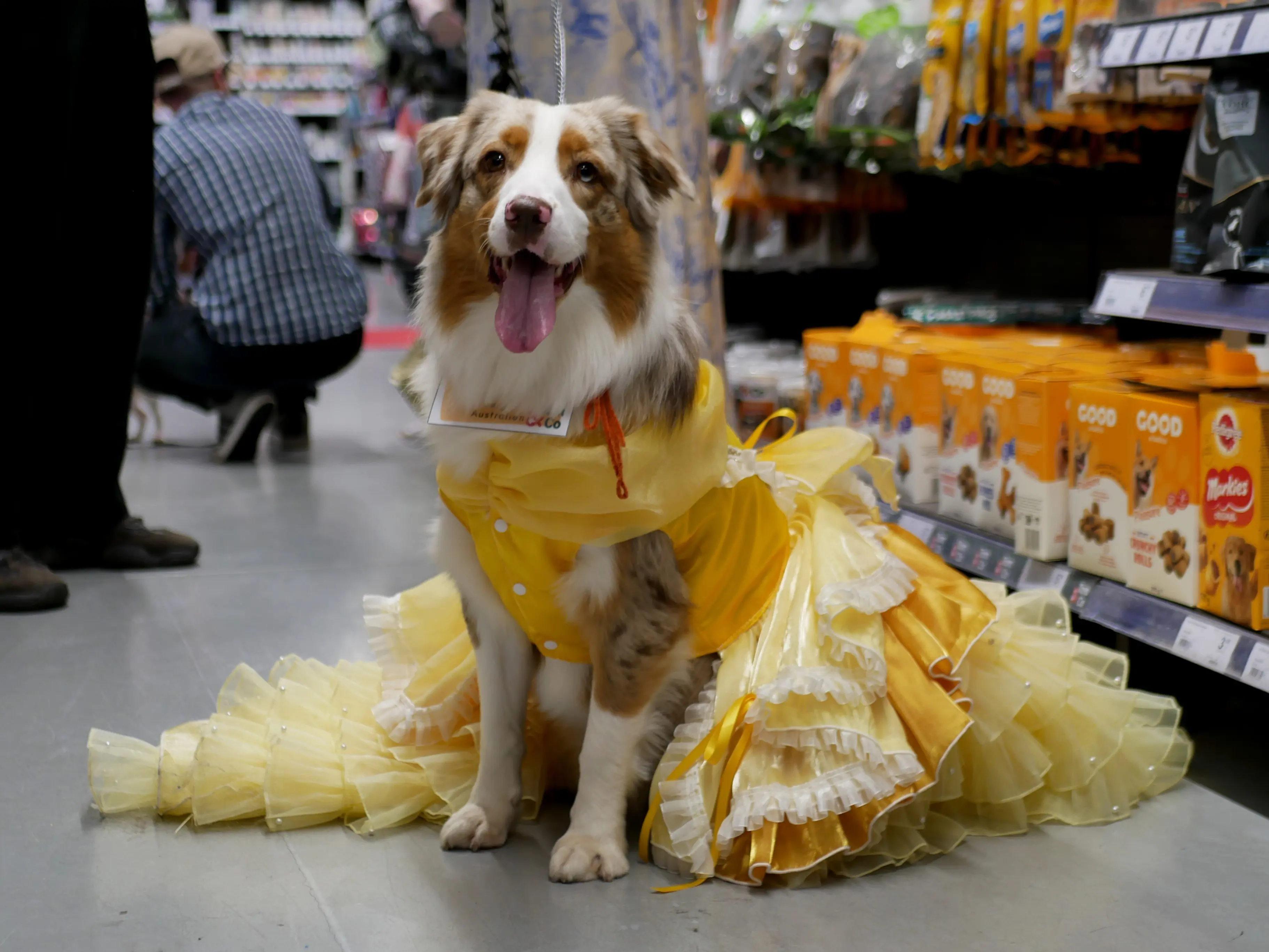 LA KERMESSE CANINE DE TOM&CO