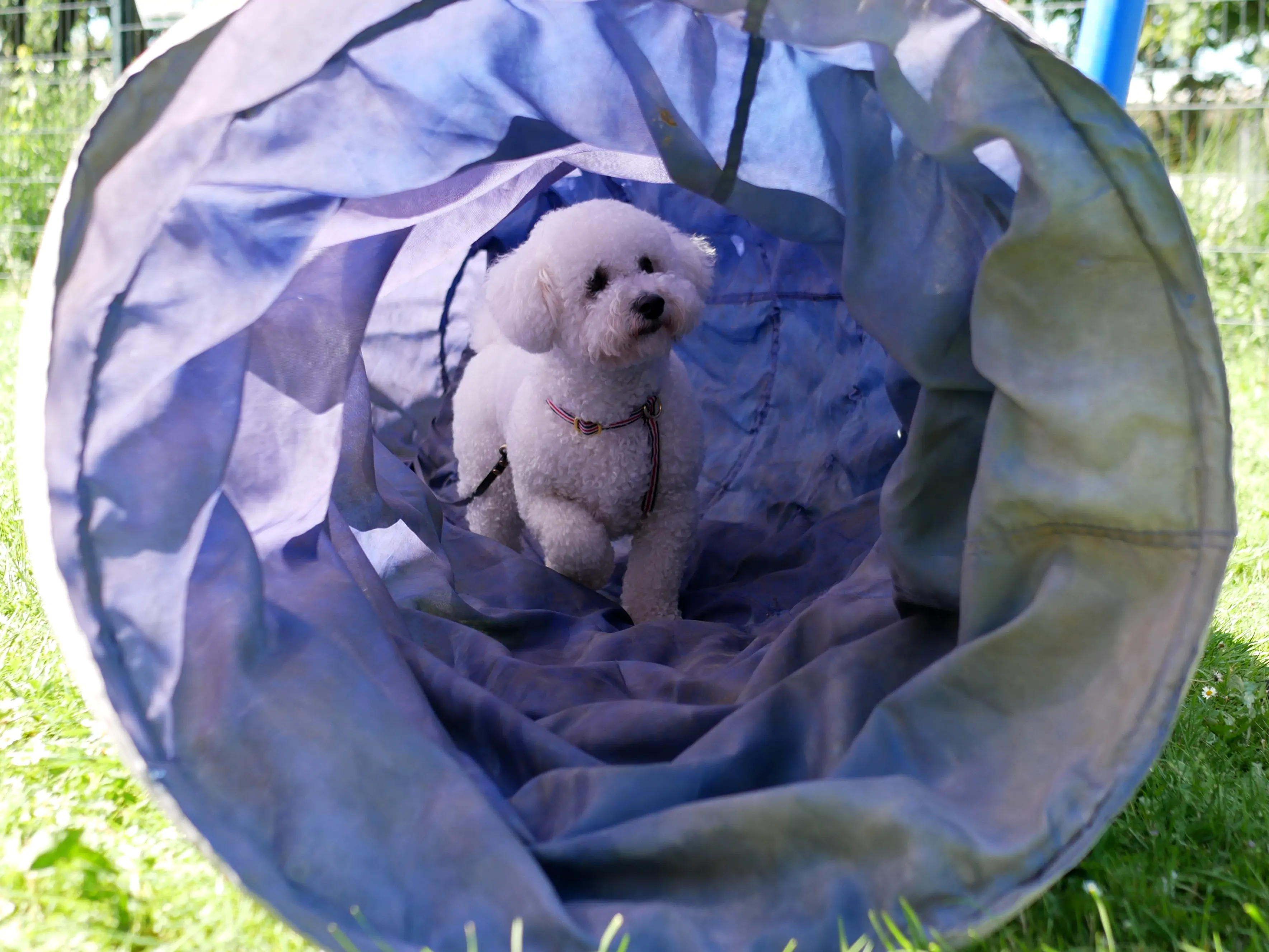LA KERMESSE CANINE DE TOM&CO
