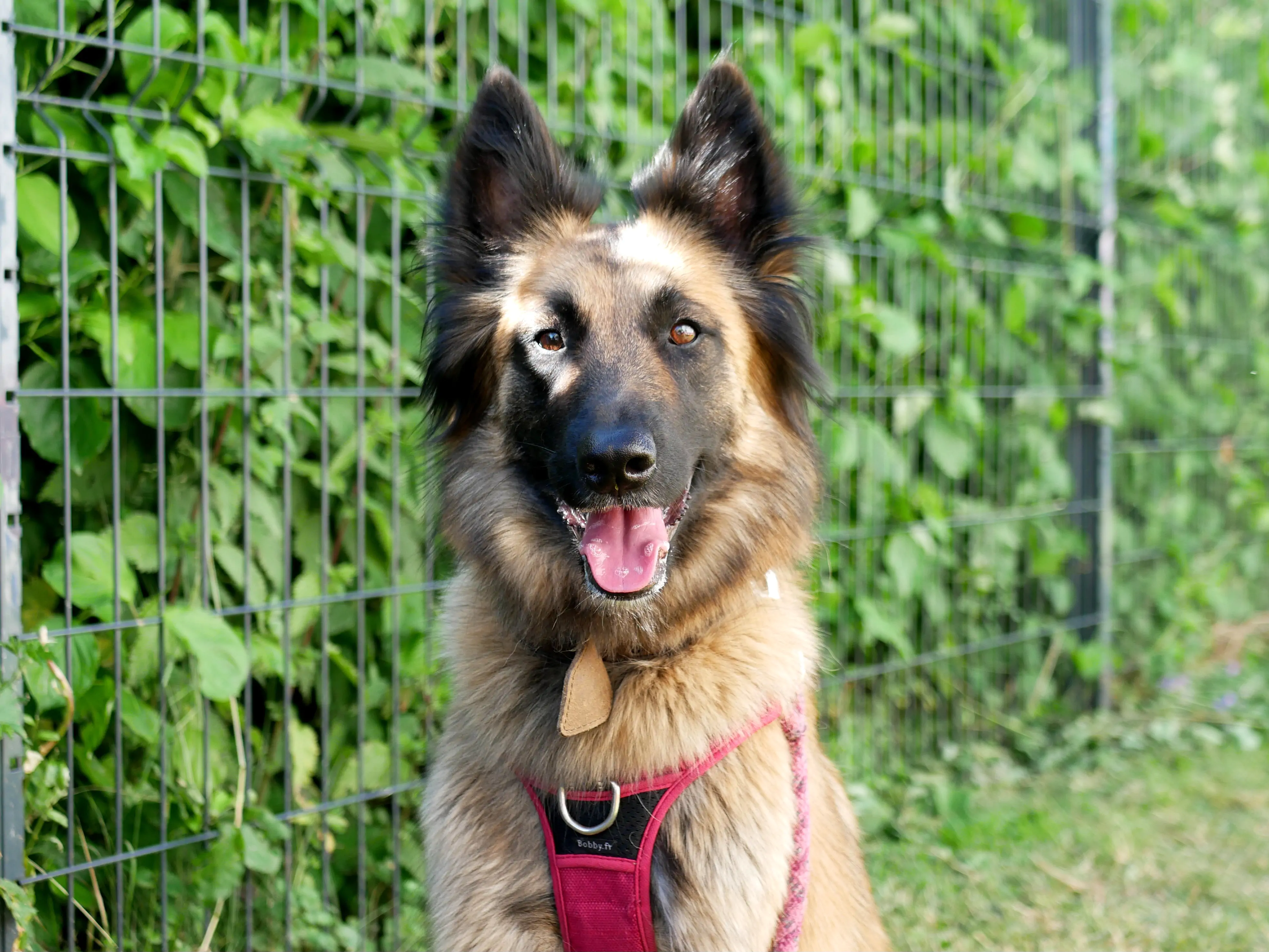 LA KERMESSE CANINE DE TOM&CO