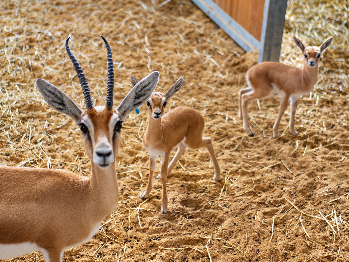 UNE PREMIÈRE EN FRANCE AU ZOO