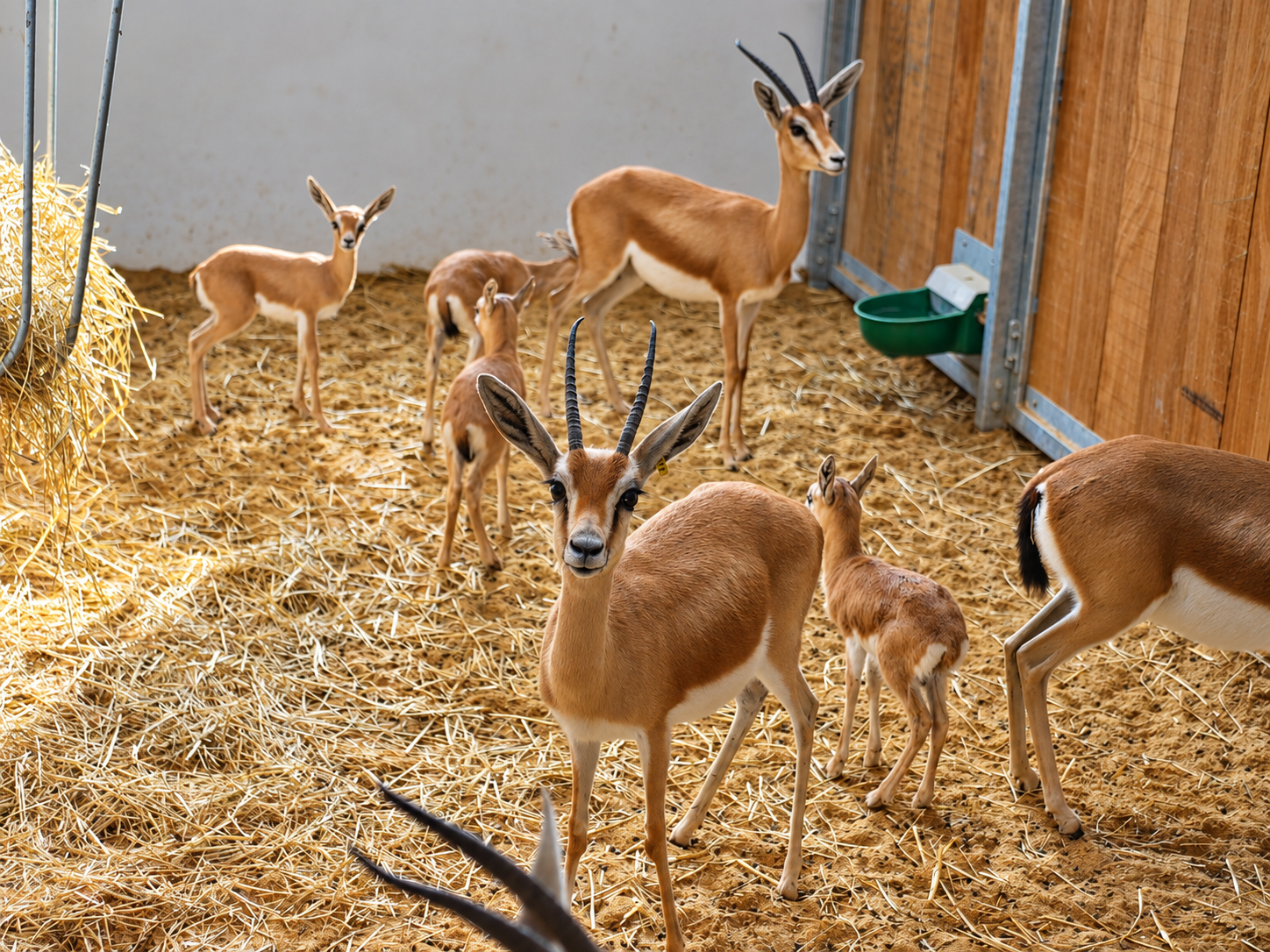 UNE PREMIÈRE EN FRANCE AU ZOO