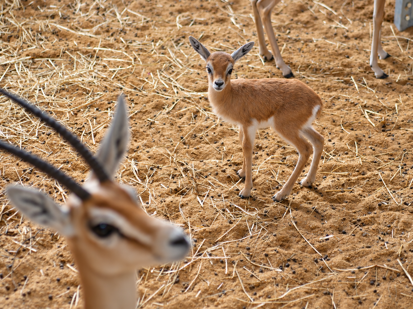 UNE PREMIÈRE EN FRANCE AU ZOO
