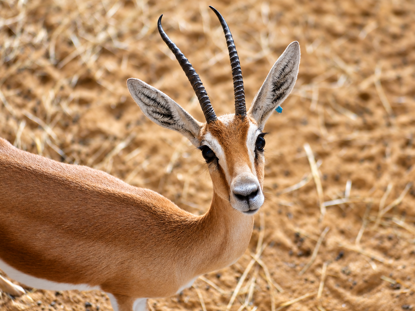UNE PREMIÈRE EN FRANCE AU ZOO