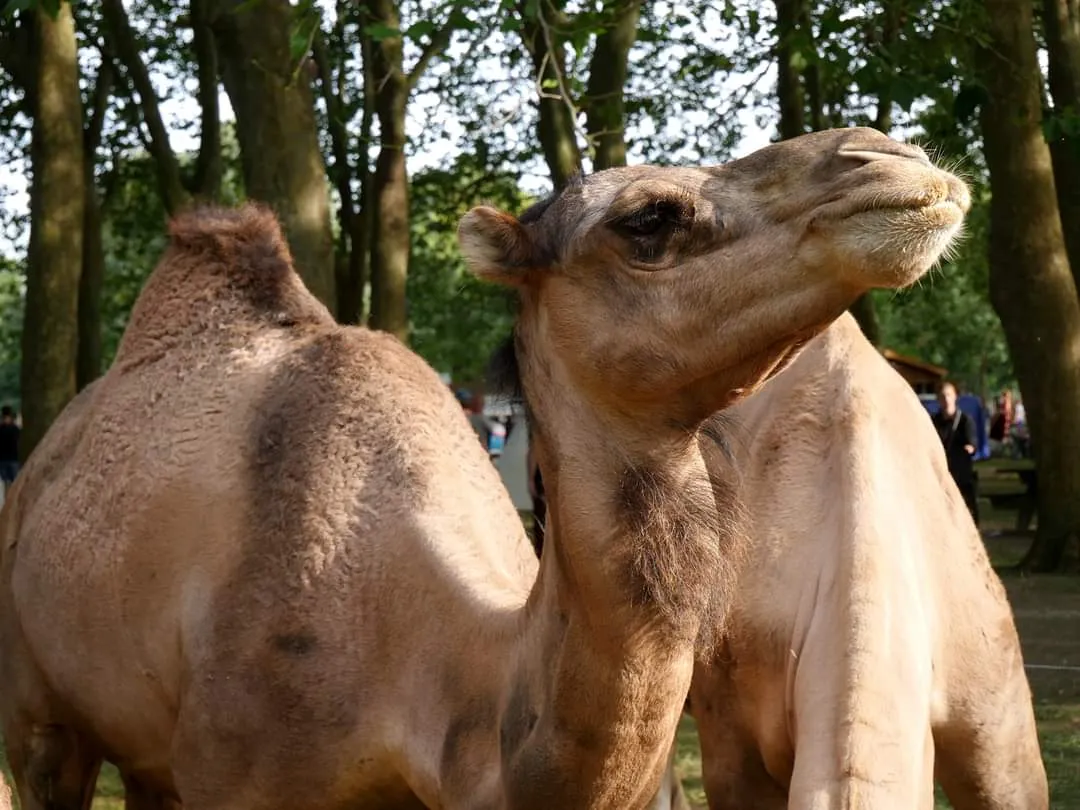 MÉDIÉVALES AU BORD DE L'EAU