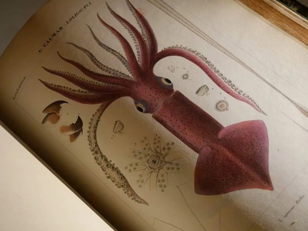 PLONGEZ AVEC JULES VERNE