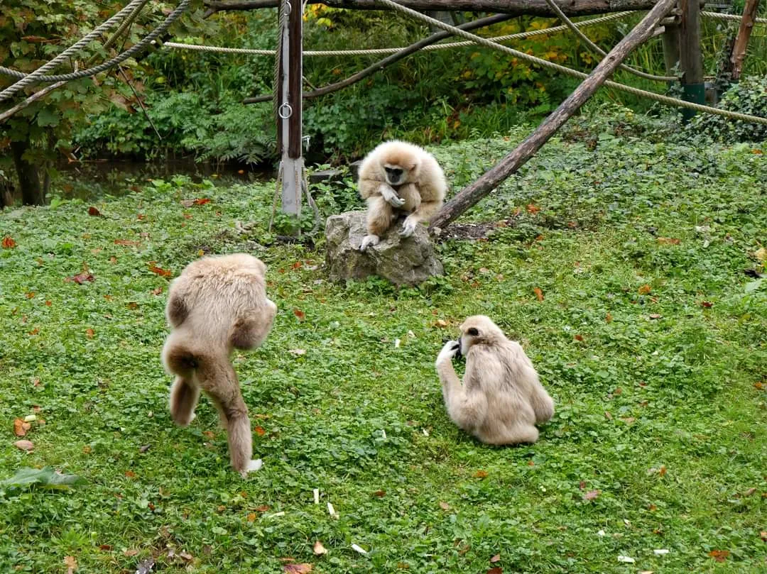 POSE DE LA PREMIÈRE PLANCHE