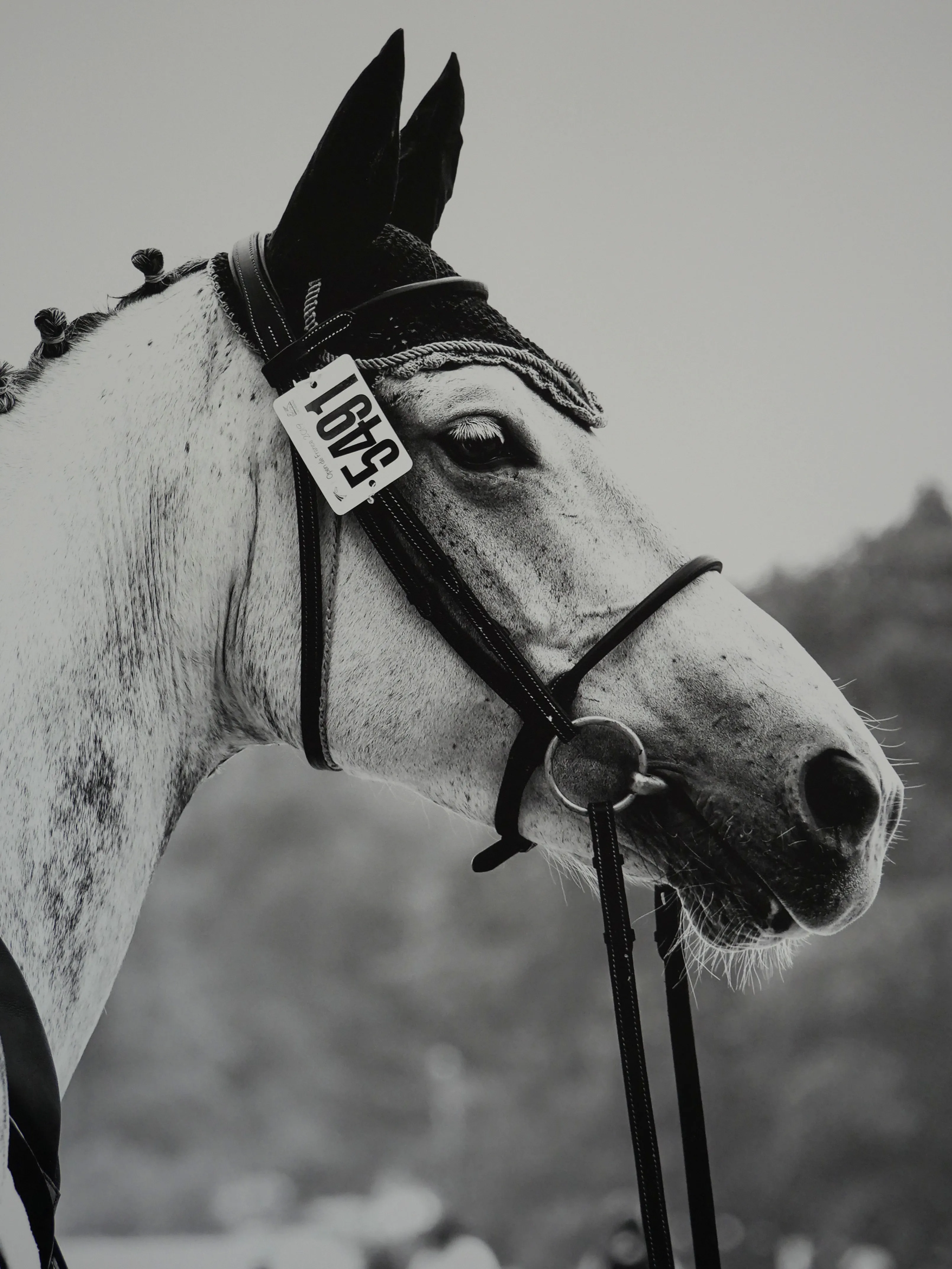 TOUTES & TOUS EN SELLE !