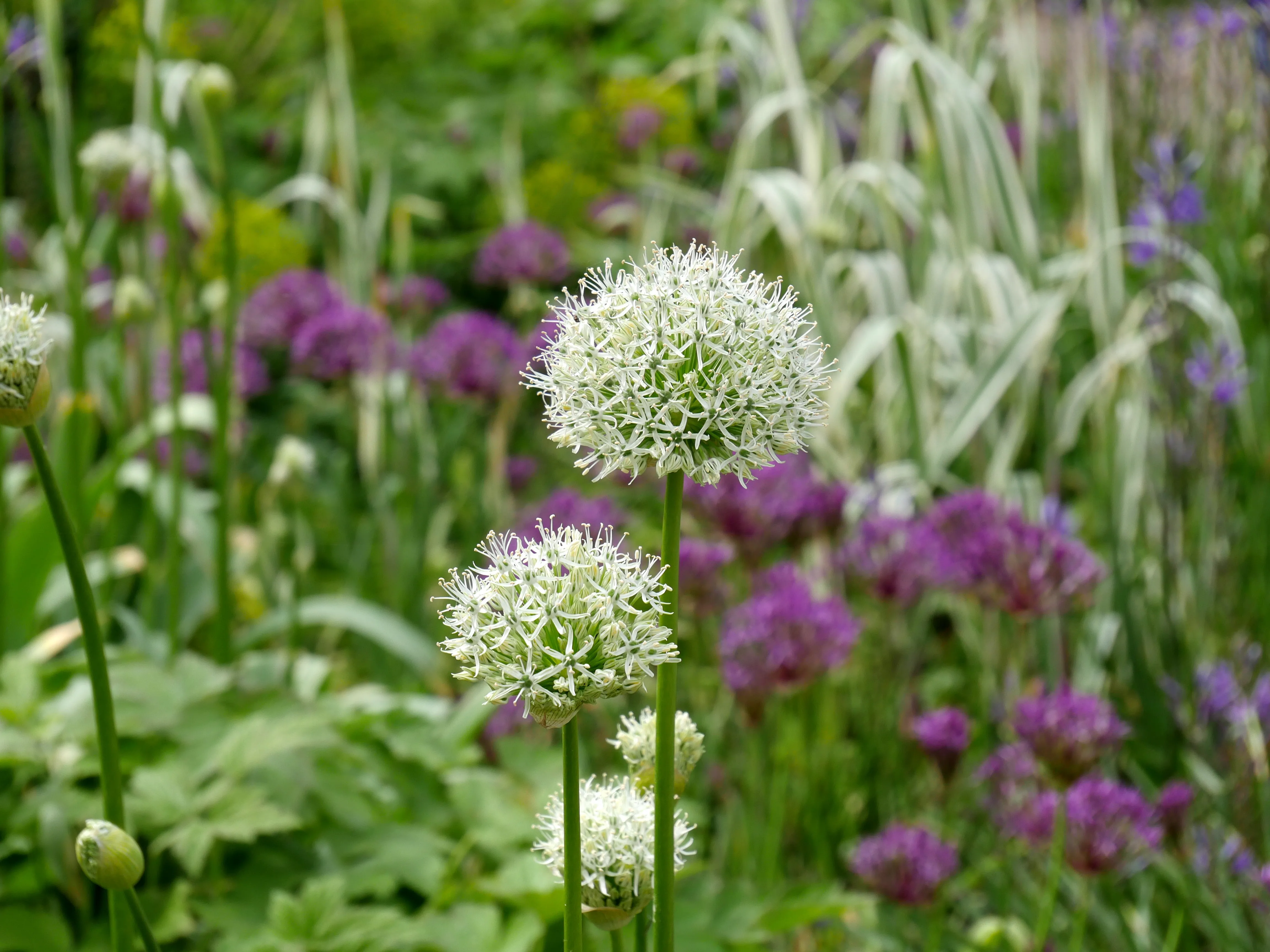 FÊTE DES PLANTES & DES ARBRES