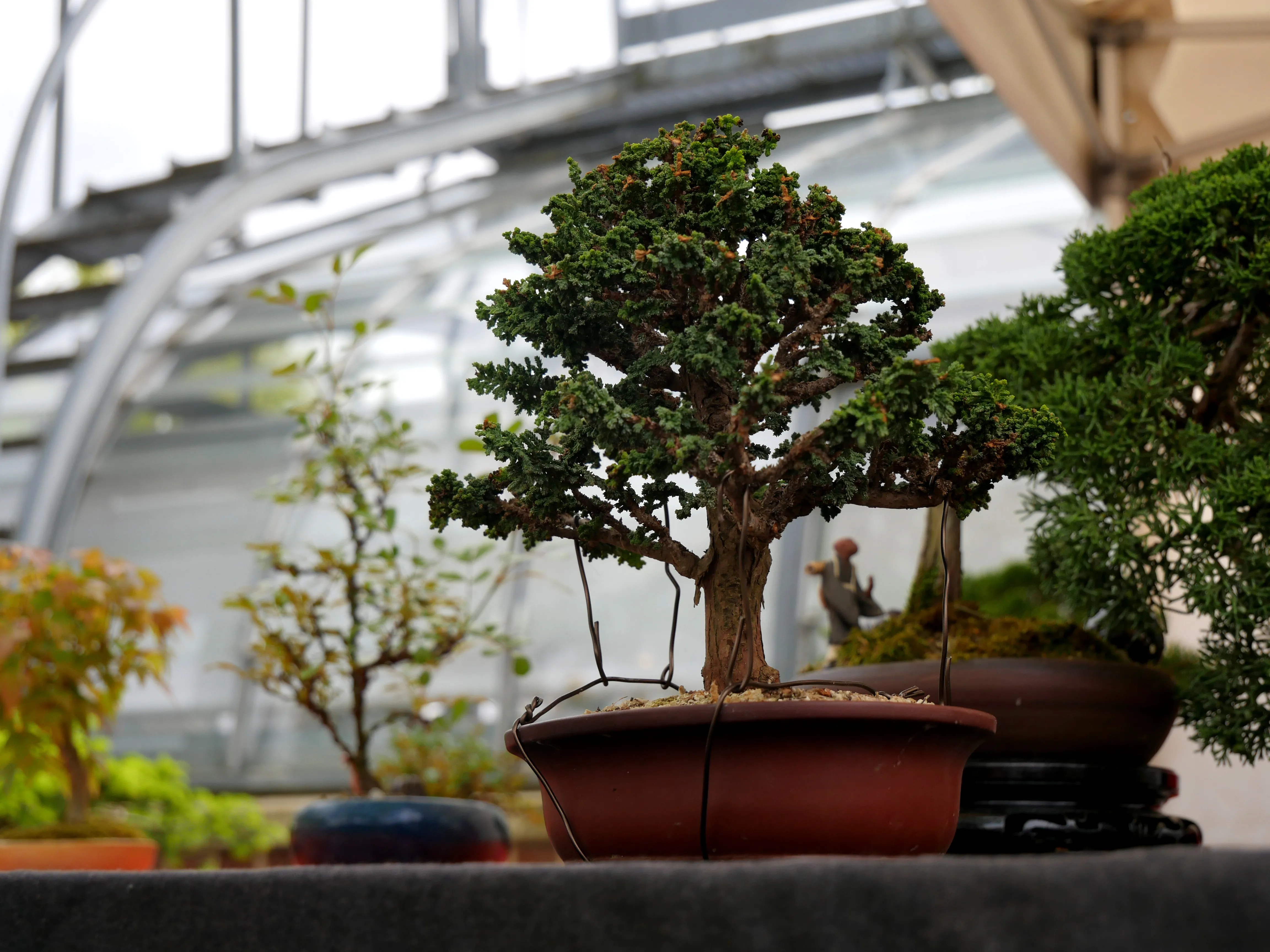 FÊTE DES PLANTES & DES ARBRES
