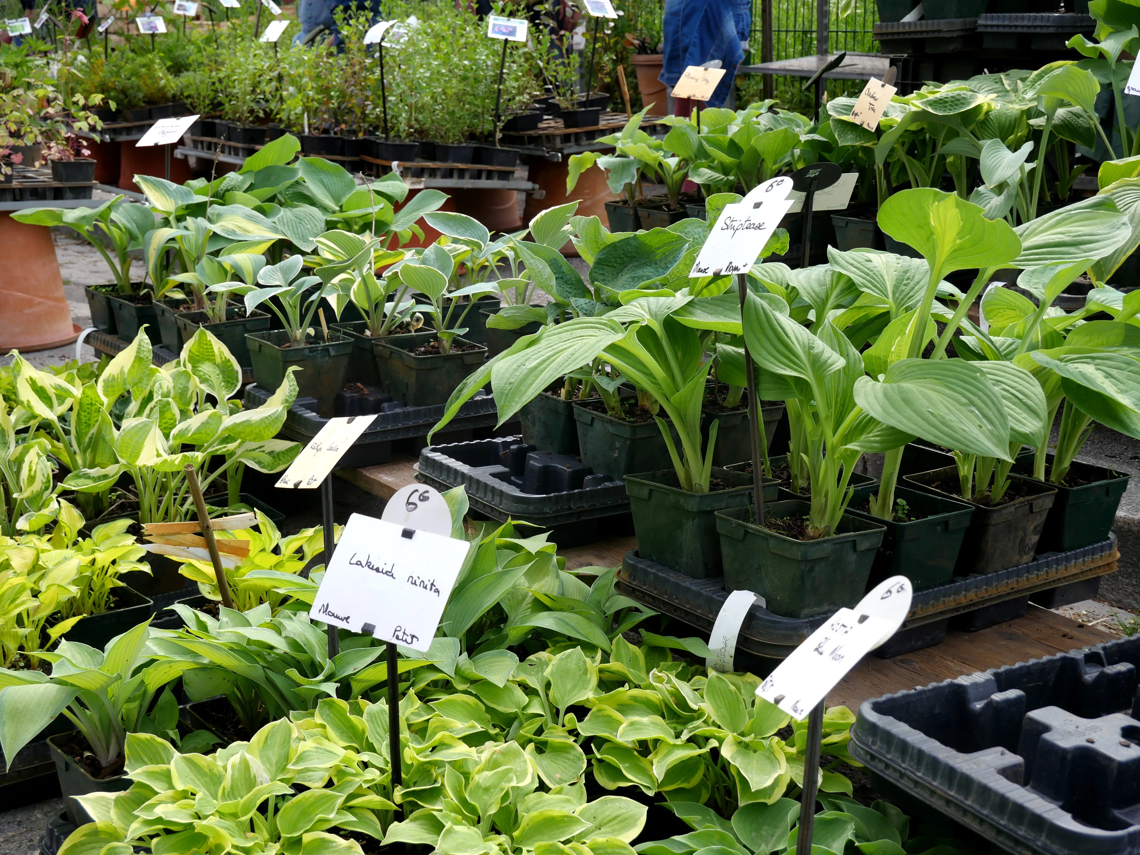 FÊTE DES PLANTES & DES ARBRES