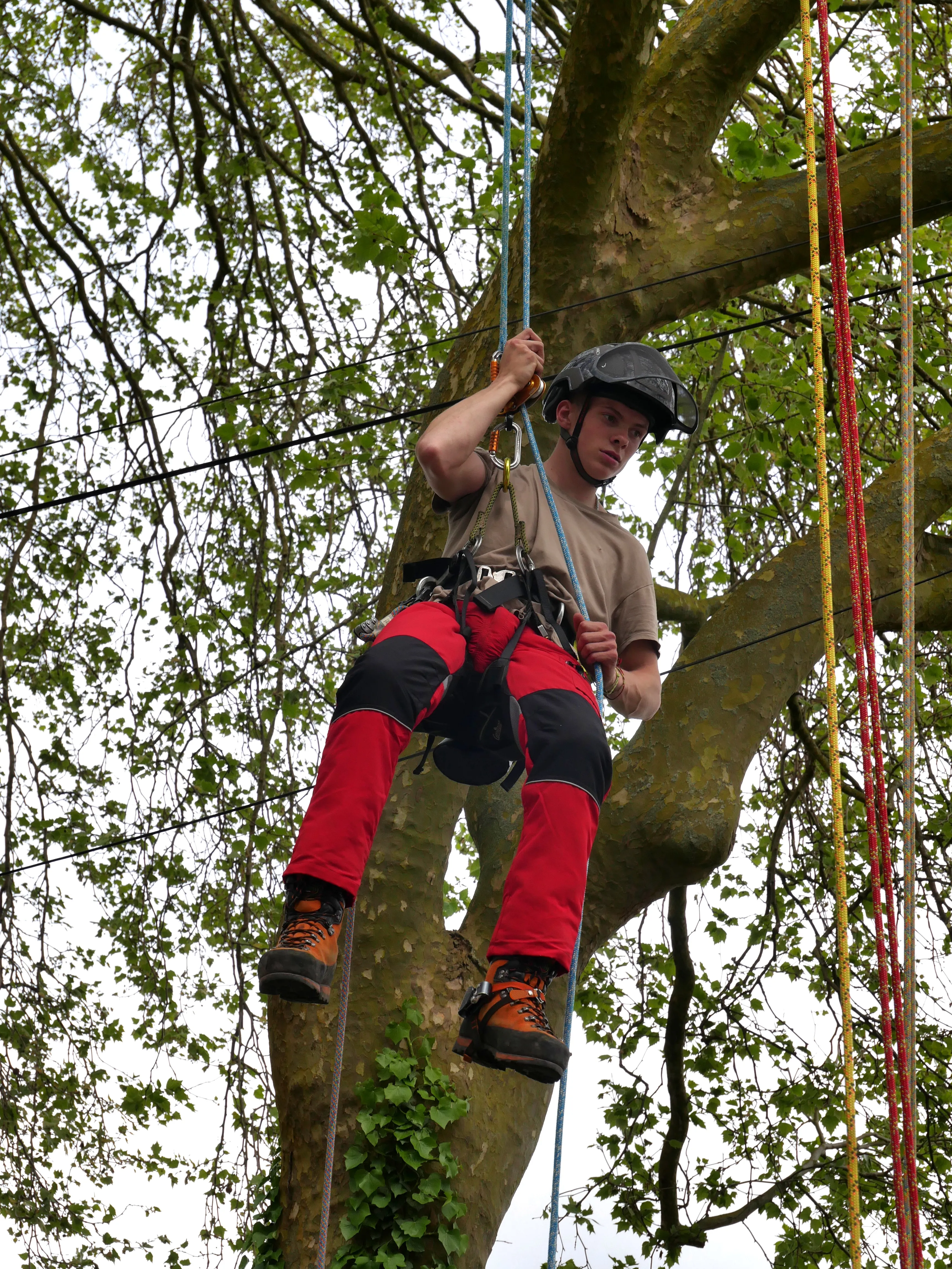 FÊTE DES PLANTES & DES ARBRES