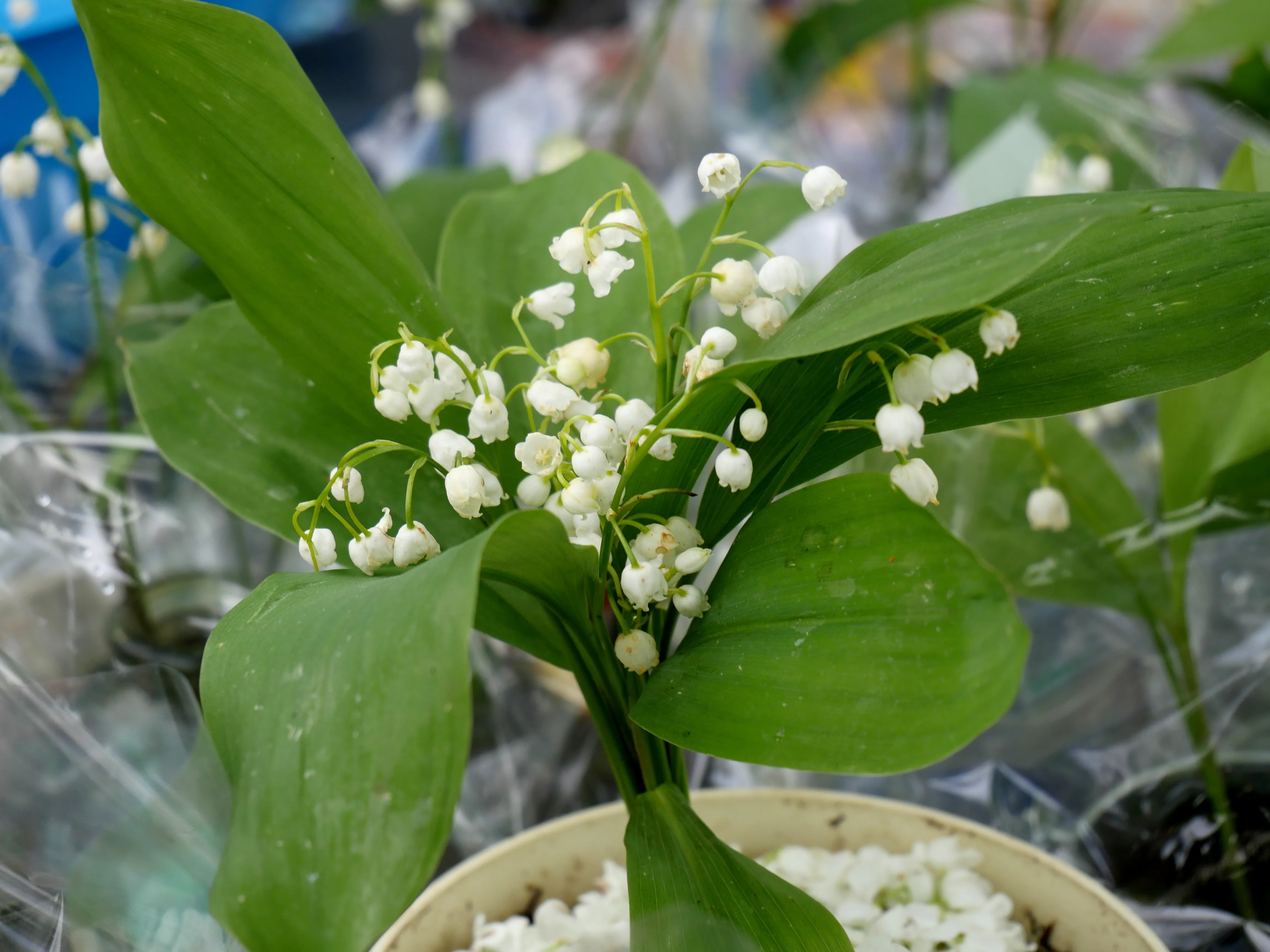 FÊTE DES PLANTES & DES ARBRES