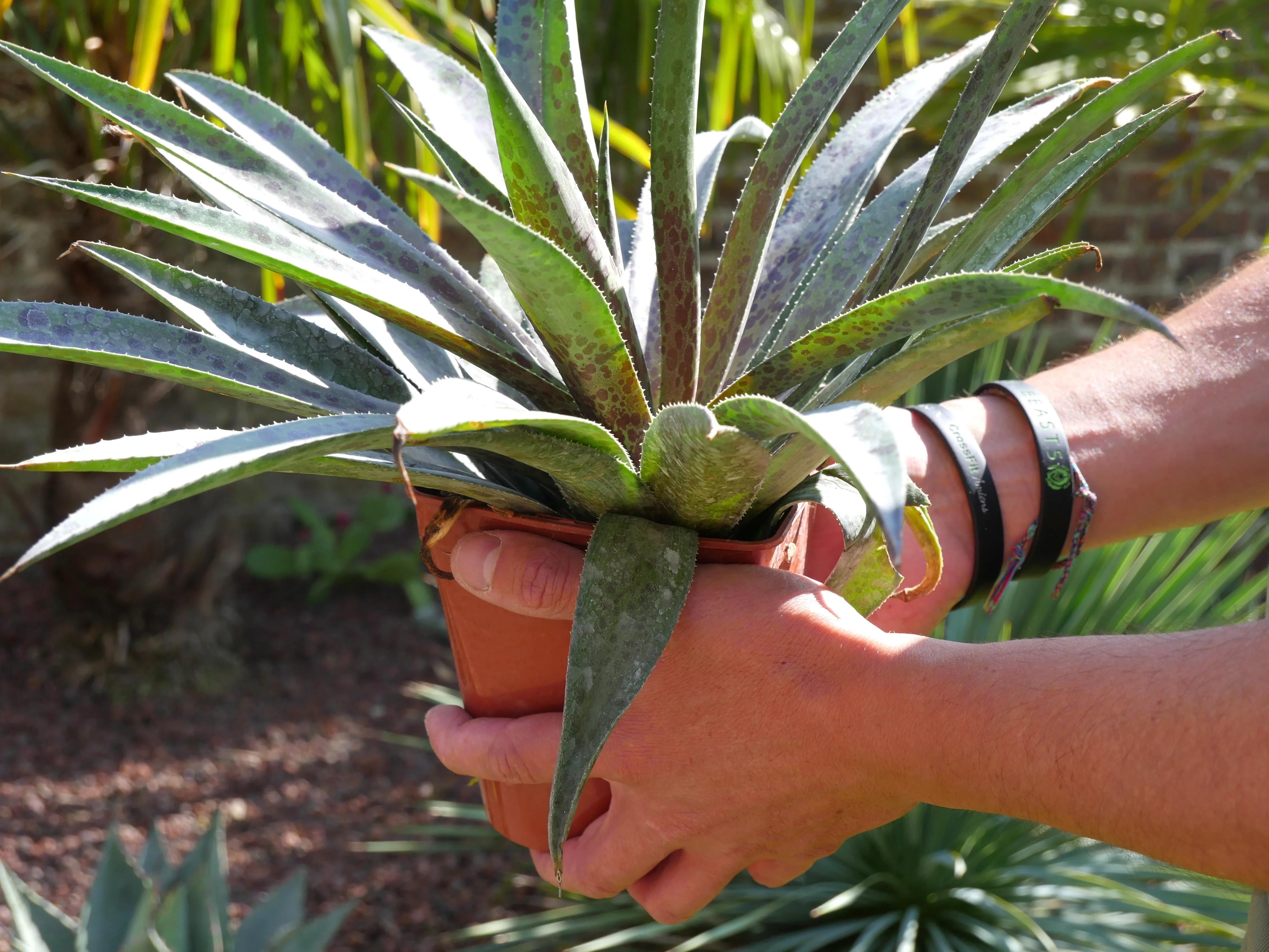 IL CRÉE VOTRE HAVRE DE PAIX