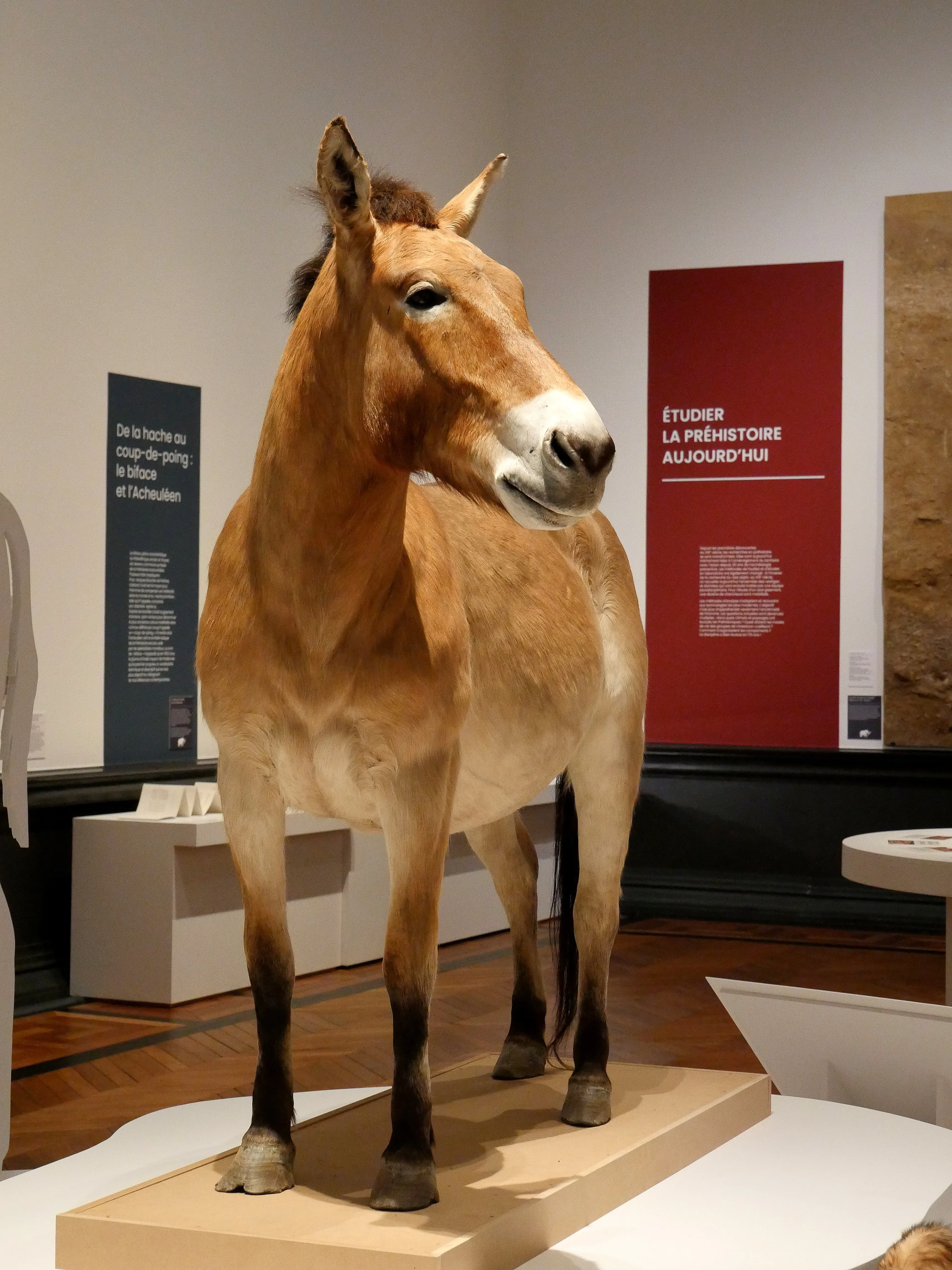 LA SOMME DES PRÉHISTOIRES