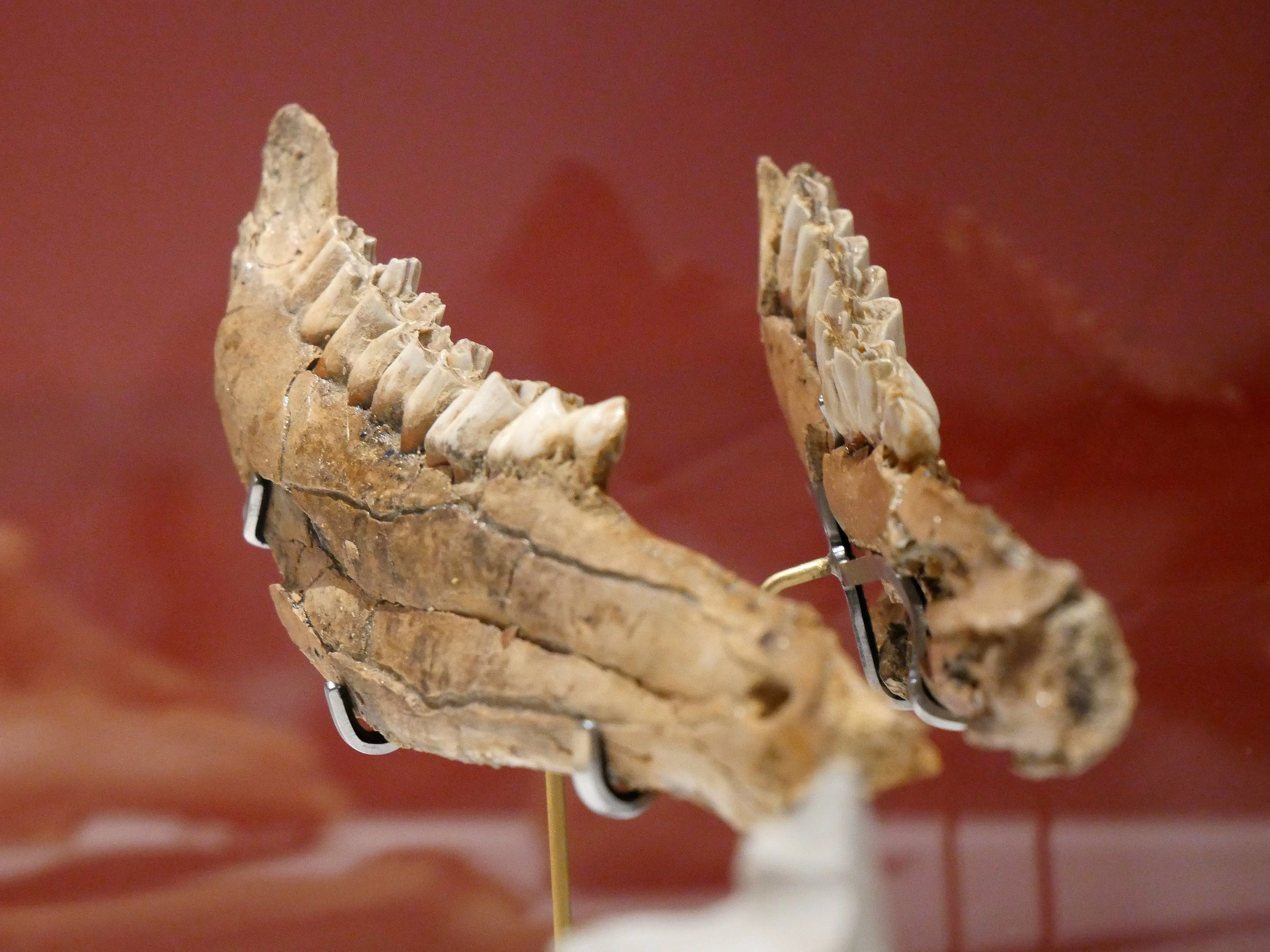 LA SOMME DES PRÉHISTOIRES