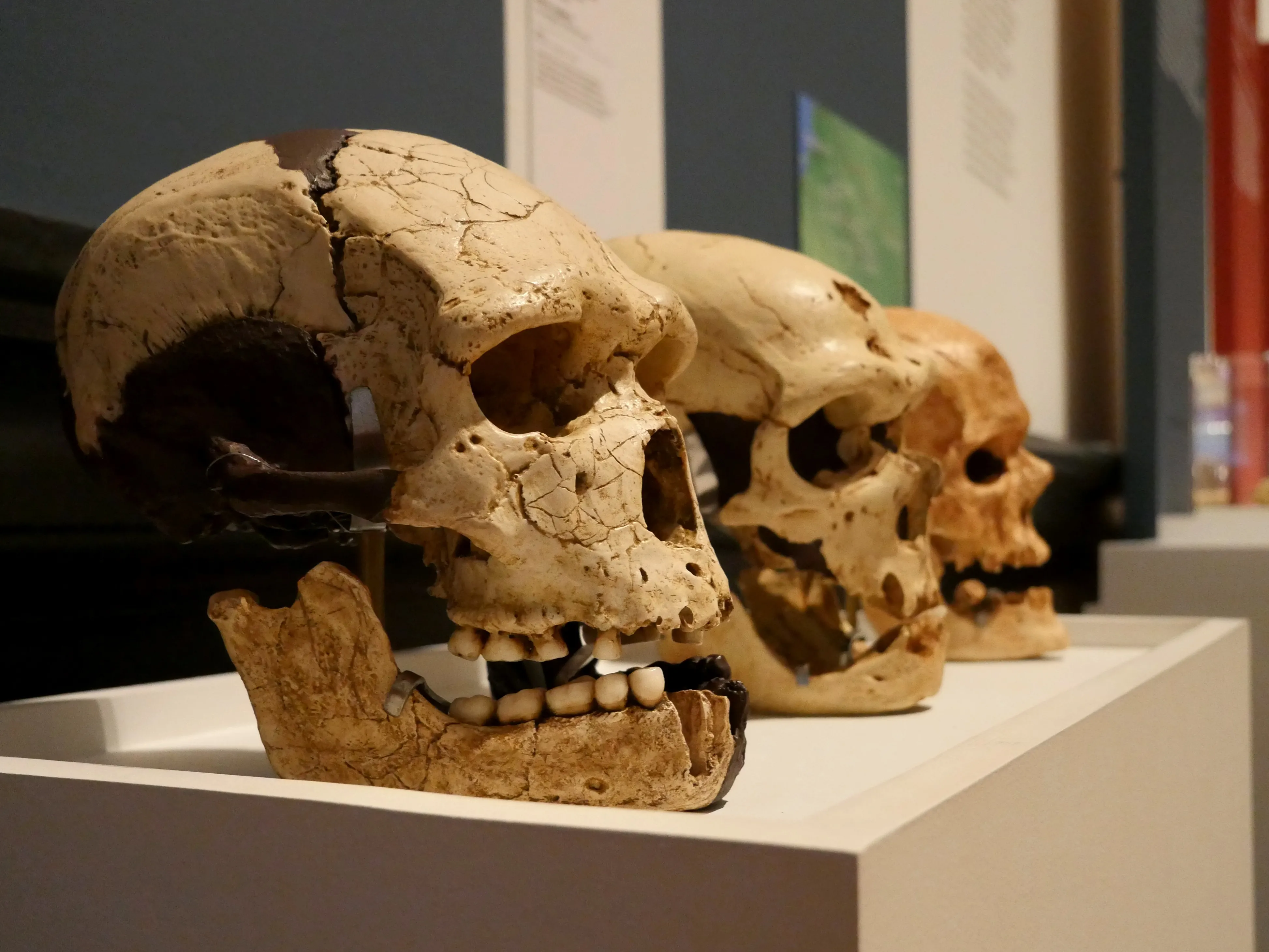 LA SOMME DES PRÉHISTOIRES