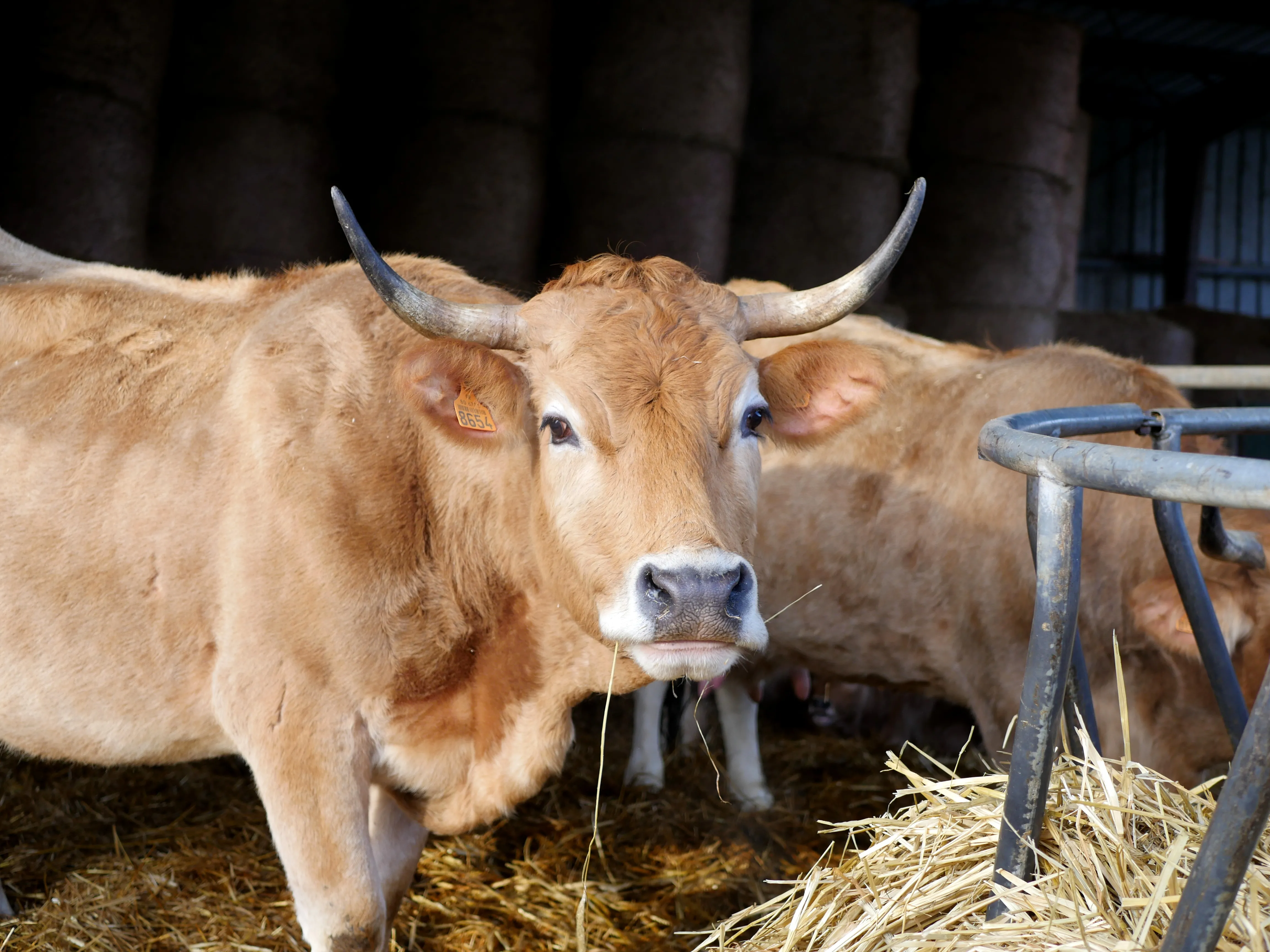 UN BON GOÛT D'ÉCOLE