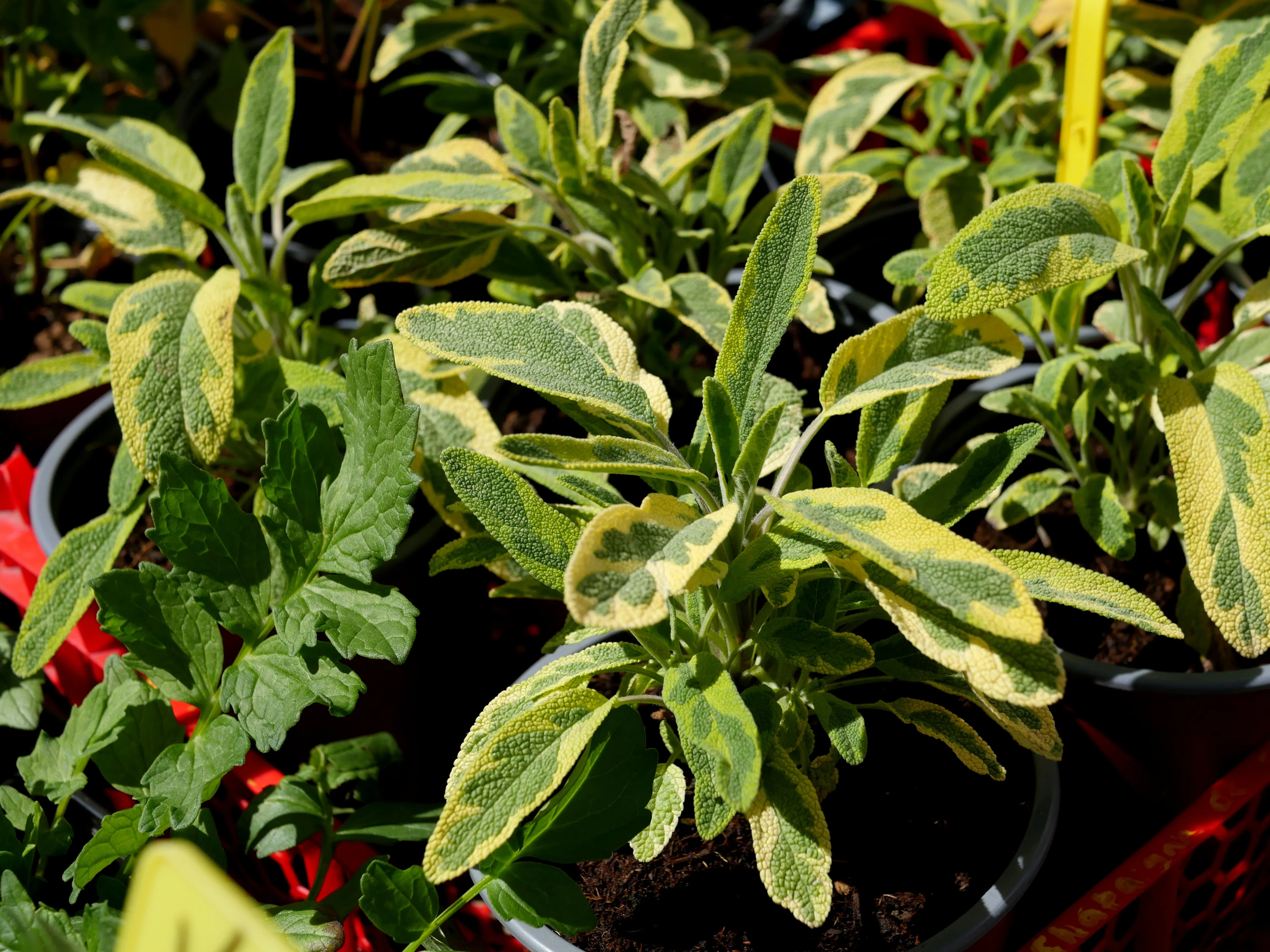 ÇA BOURGEONNE RUE LE MATTRE