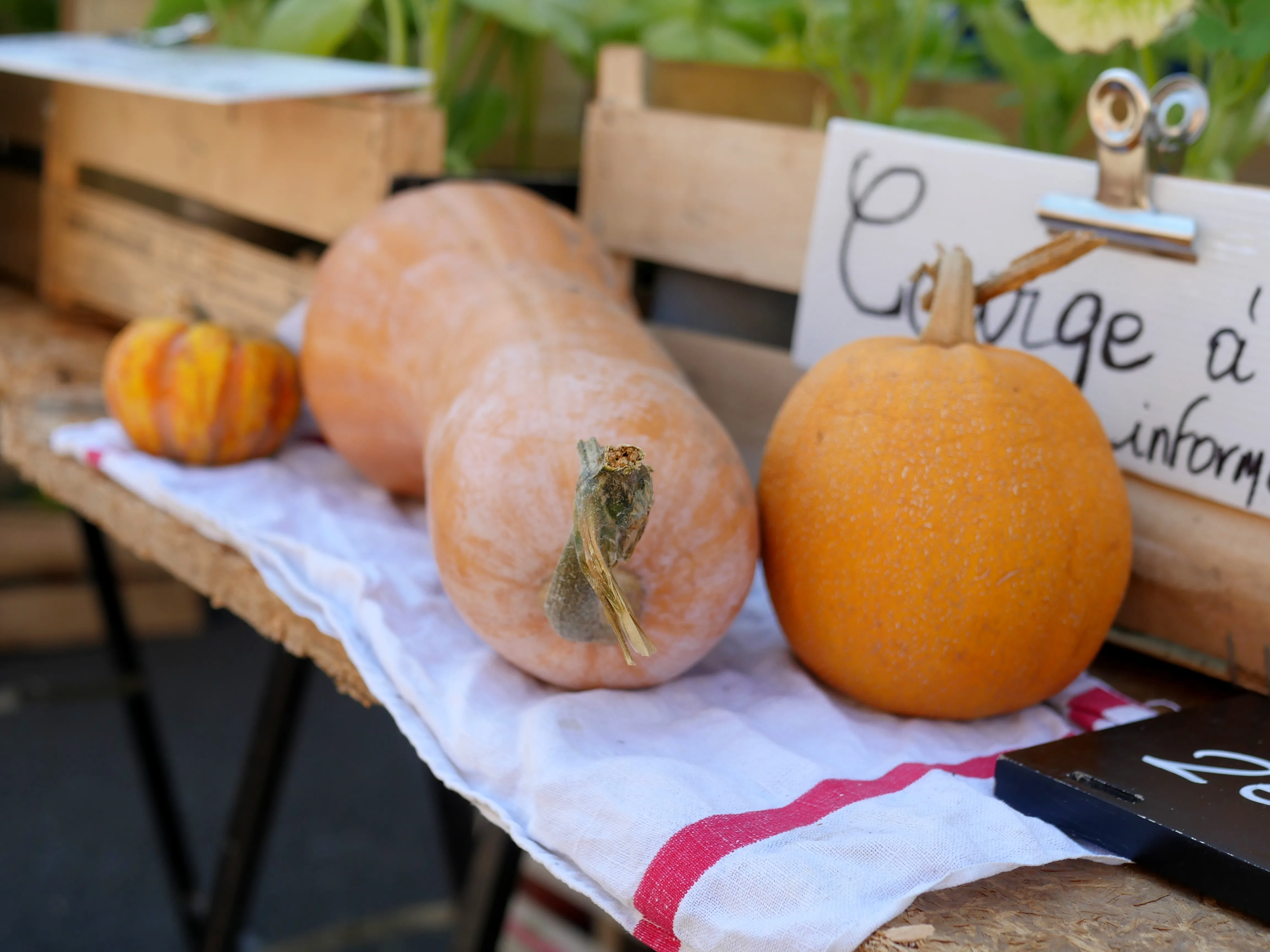 ÇA BOURGEONNE RUE LE MATTRE